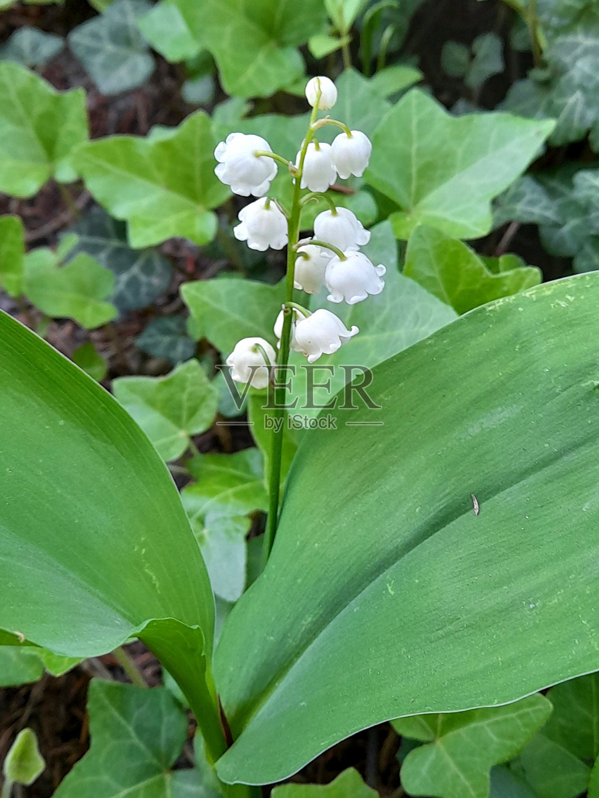 铃兰花特写。照片摄影图片