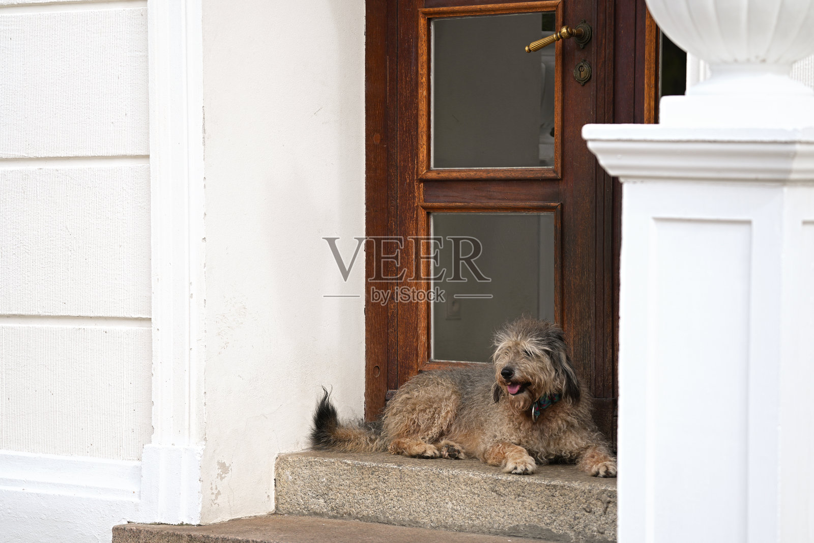 可爱的狗狗躺在前门旁守护着家门口照片摄影图片