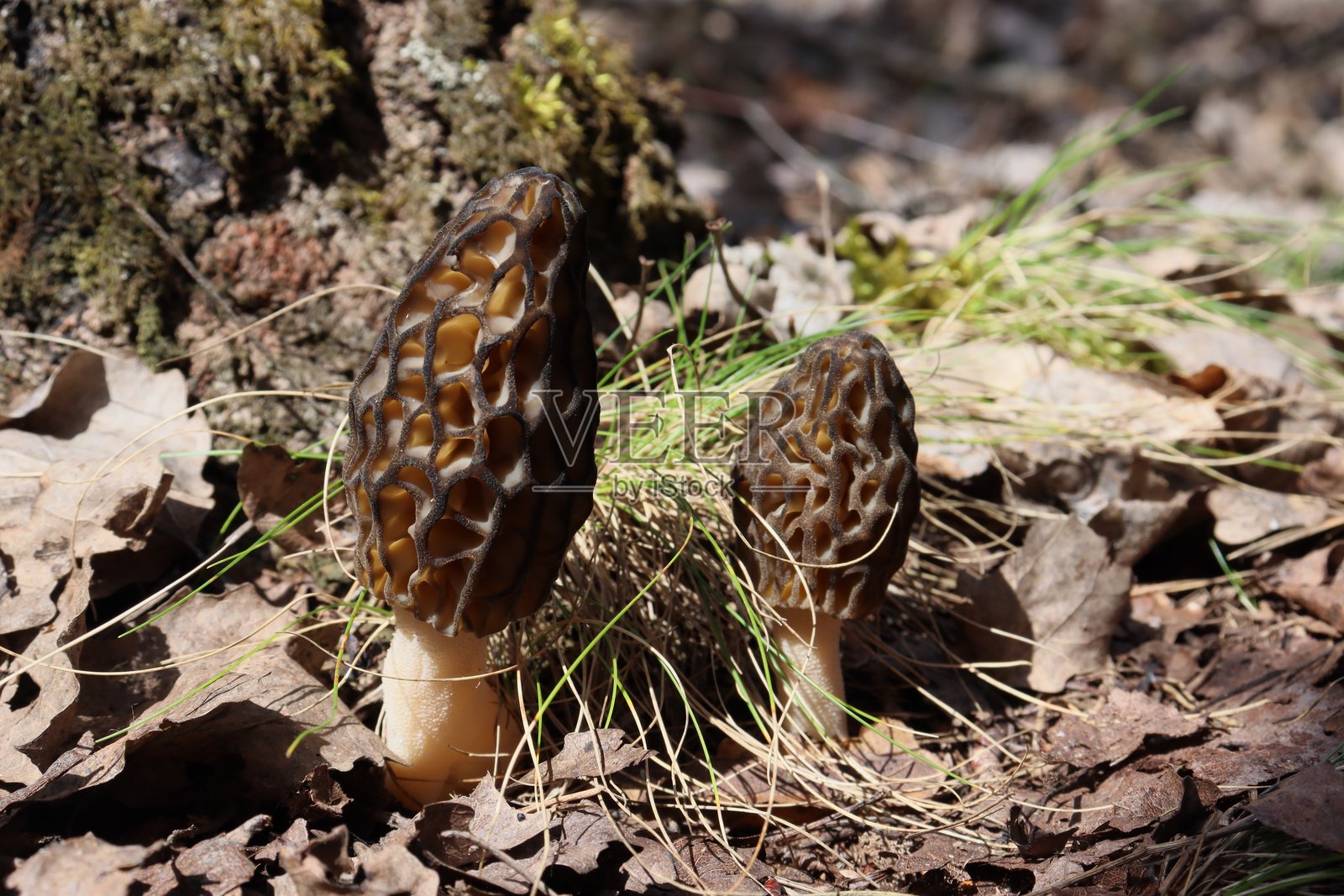 羊肚菌。这是一种美味的蘑菇。照片摄影图片