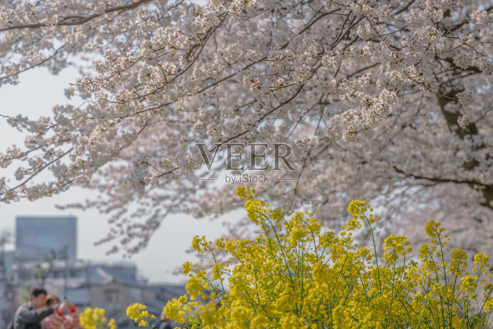 春天的二重奏:樱花与油菜花盛开照片摄影图片