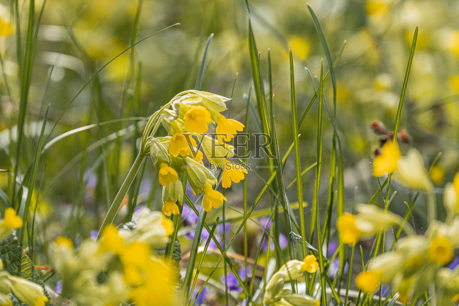 盛开的鸢尾花田,长长的草和小黄花 一根鲜艳黄色的鸢尾花在绿色植被中绽放 宁静的自然环境,阳光明媚的明亮日子照片摄影图片