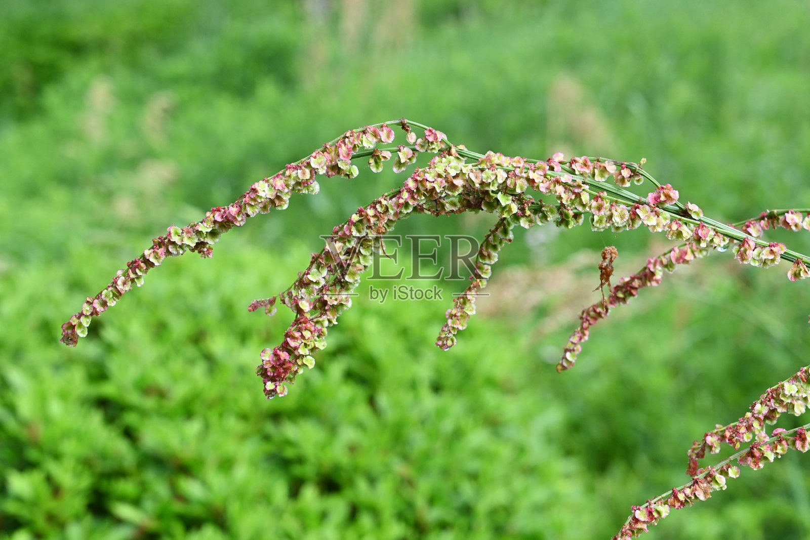常见酸模(Rumex acetosa)花。多叶草科多年生植物。照片摄影图片