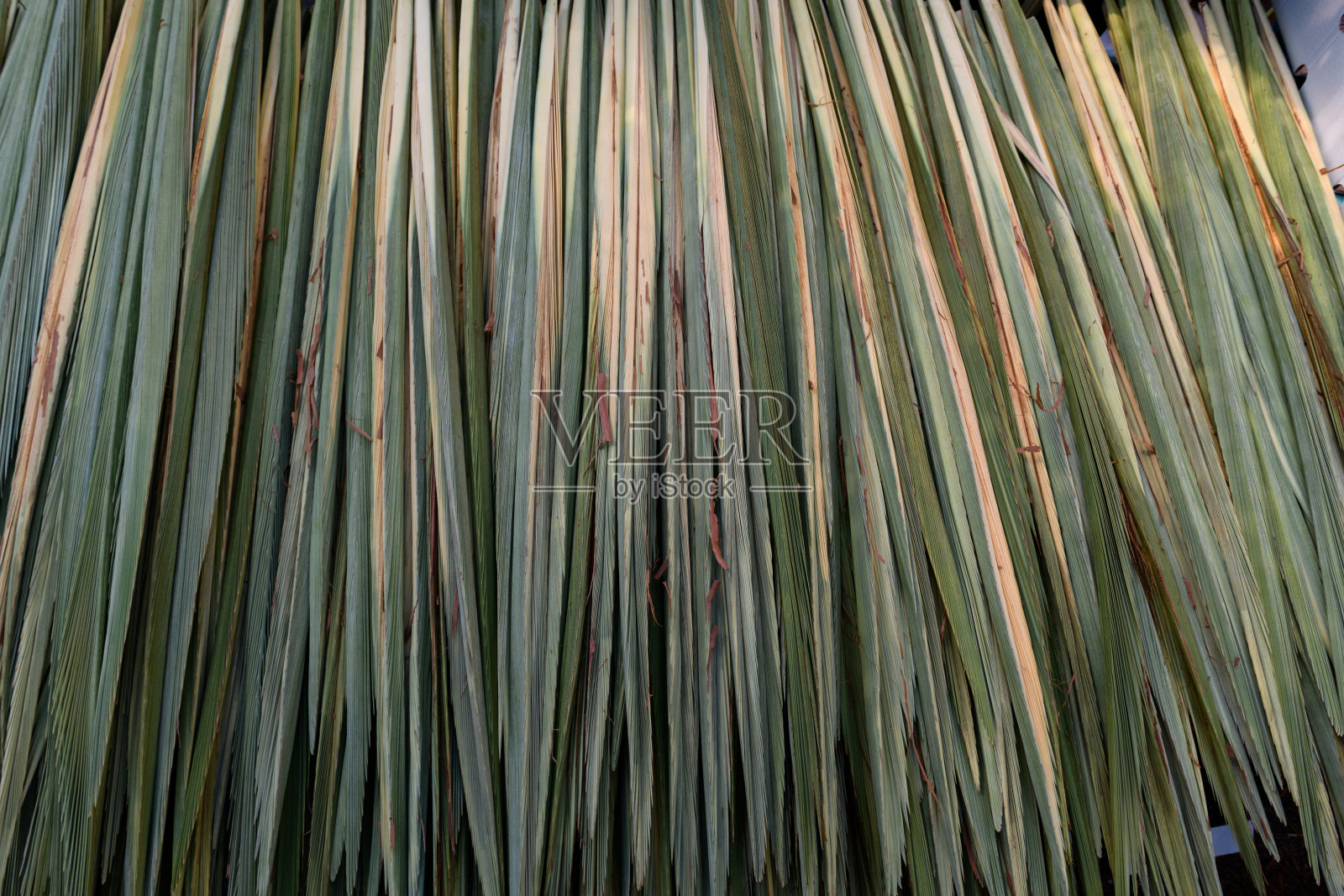 近距离拍摄的柳树枝或绿色棕榈叶,这是在以色列犹太节日住棚节庆祝仪式中使用的四种植物之一。照片摄影图片