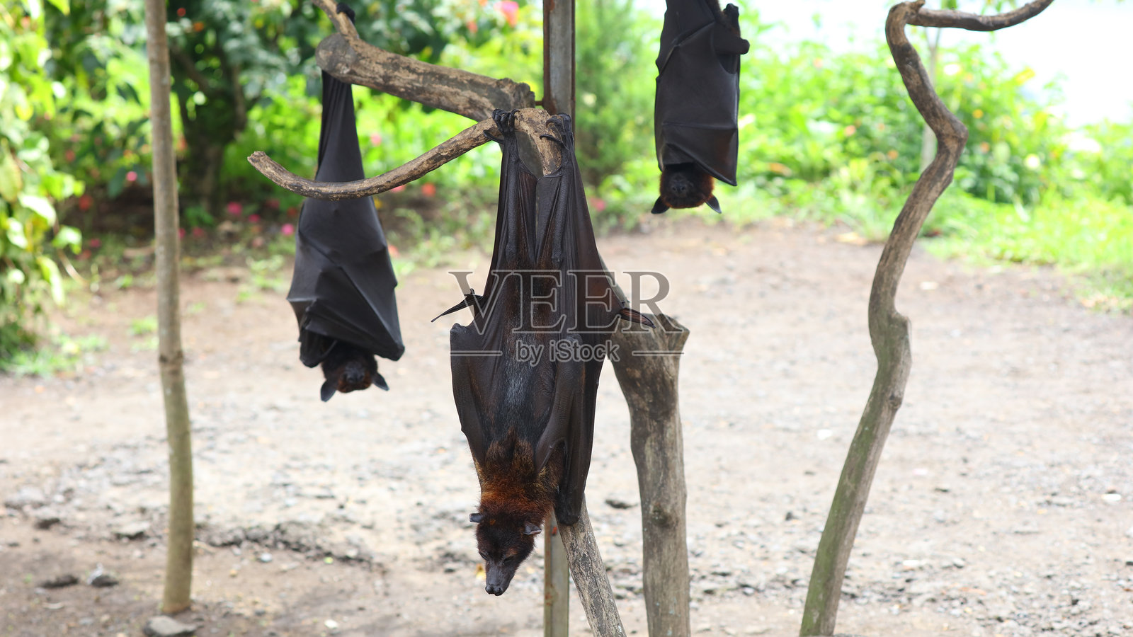 蝙蝠照片摄影图片