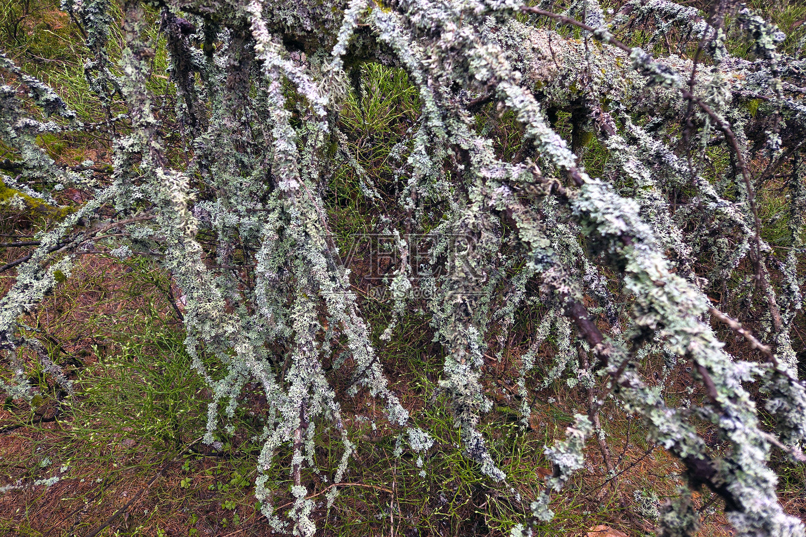 宁静林地环境中树枝上的森林地衣和苔藓照片摄影图片