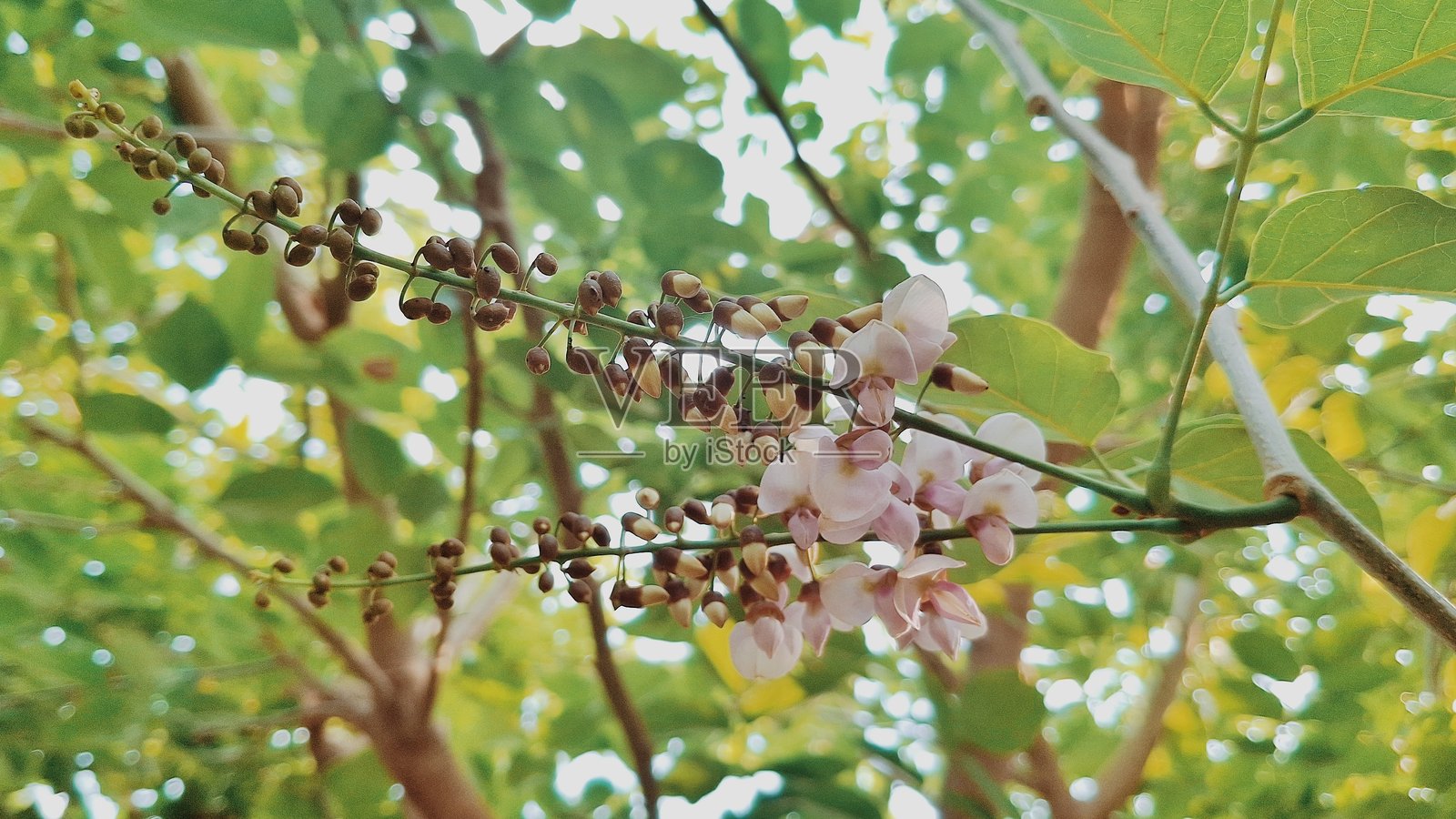 卡兰吉花 (Millettiapinnata)照片摄影图片