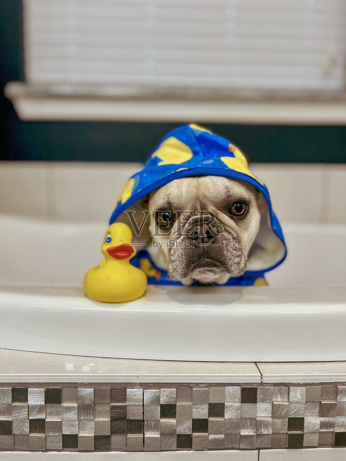 穿着浴袍的狗在洗澡照片摄影图片