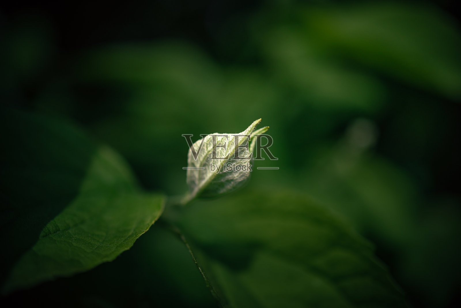 花园里的花照片摄影图片