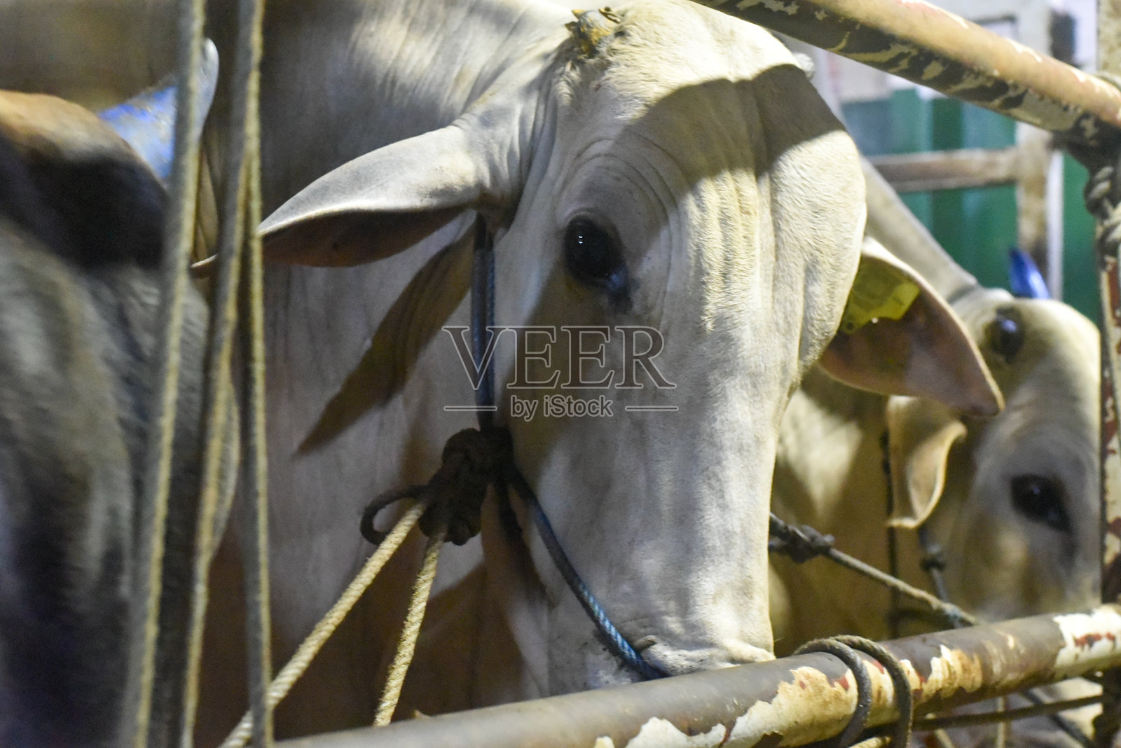 市场活动中站着的牛特写。肉类生产。畜牧业。照片摄影图片