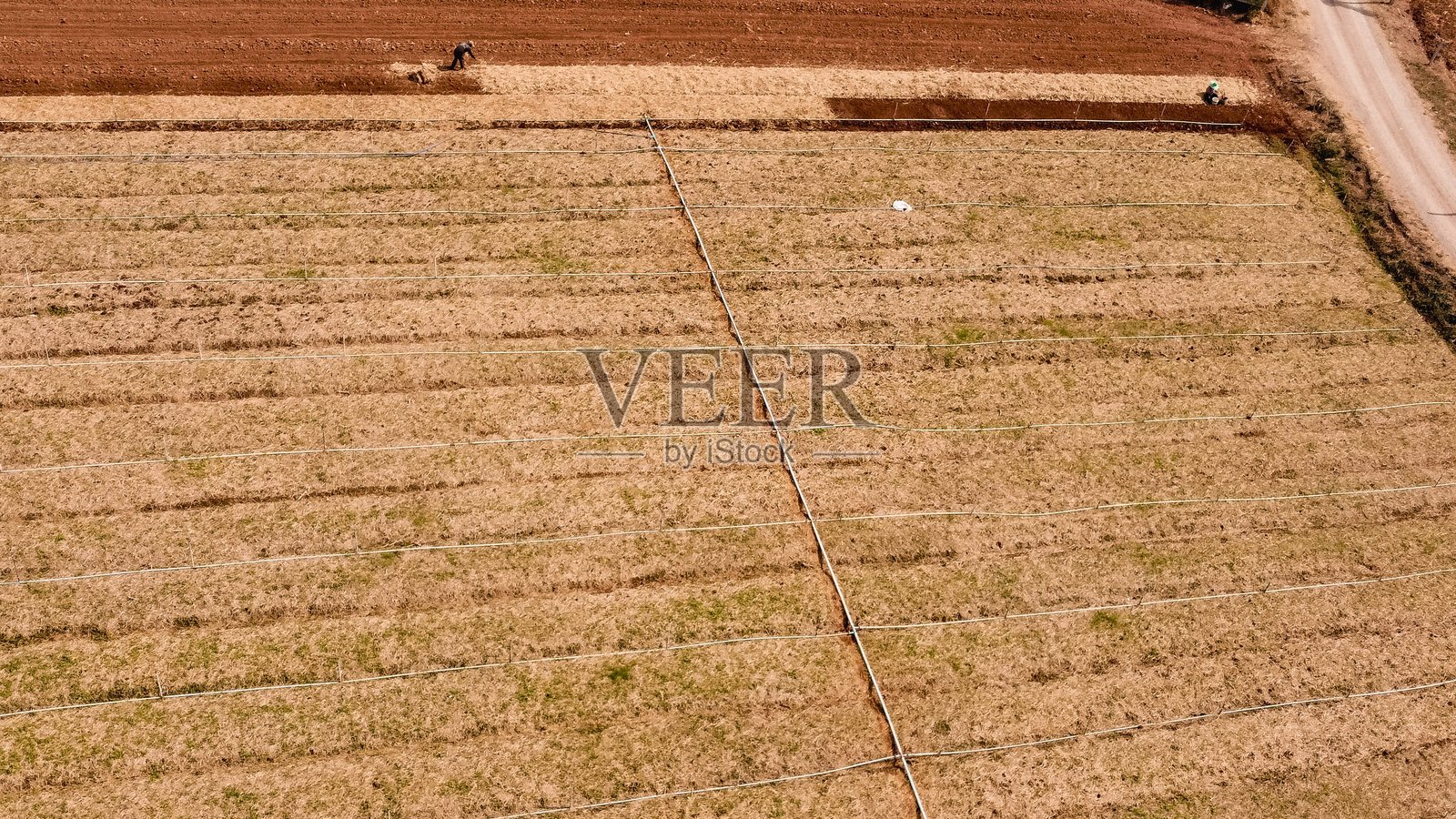 “泰国乡村的干旱季节农田”照片摄影图片