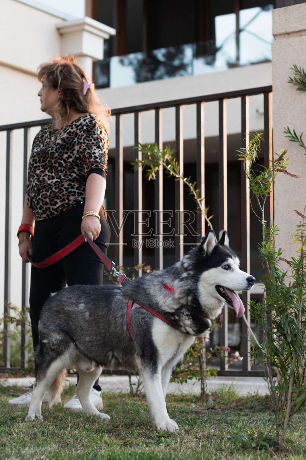 一位女性和她的哈士奇在城市中自由散步照片摄影图片