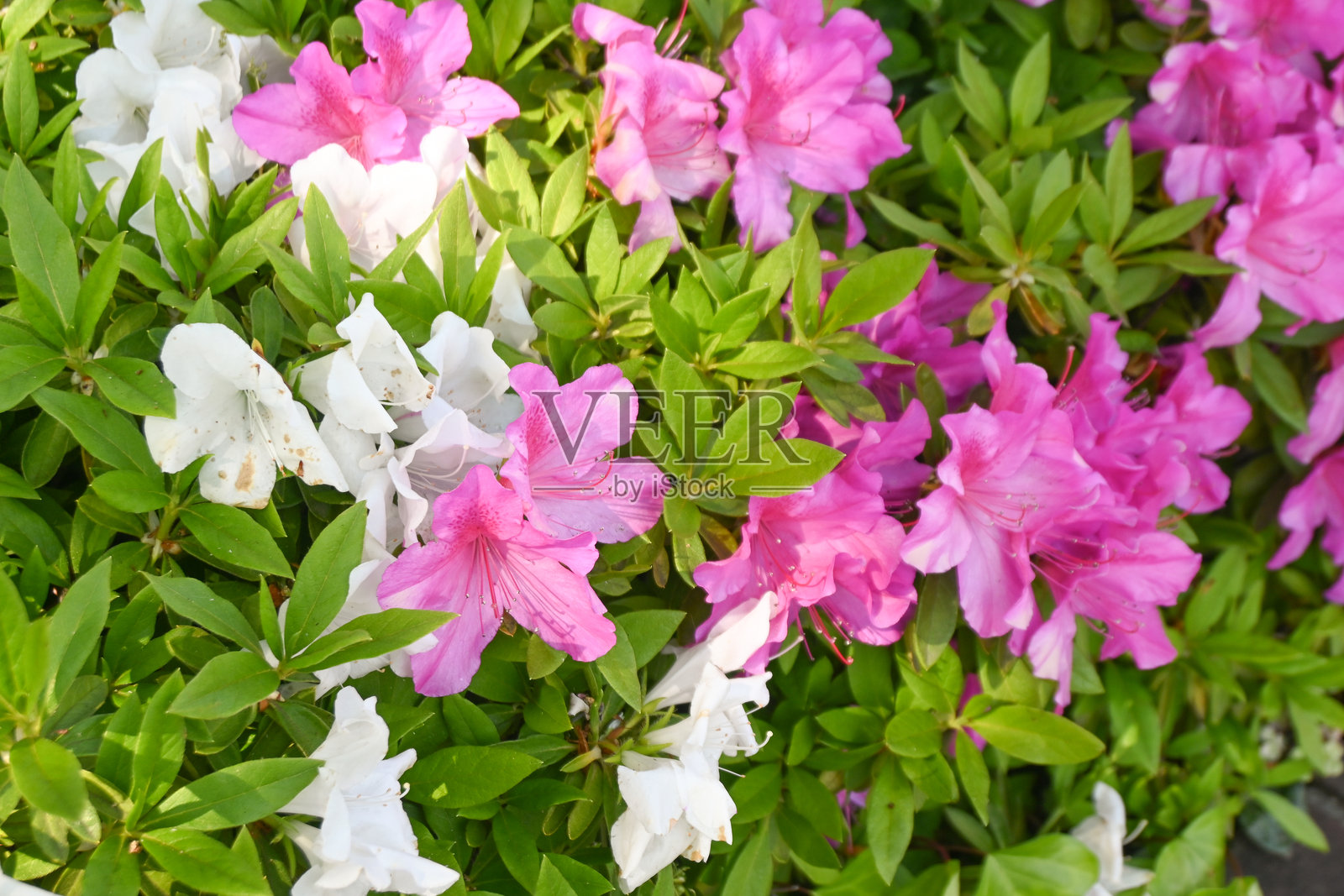 春天盛开的美丽杜鹃花照片摄影图片