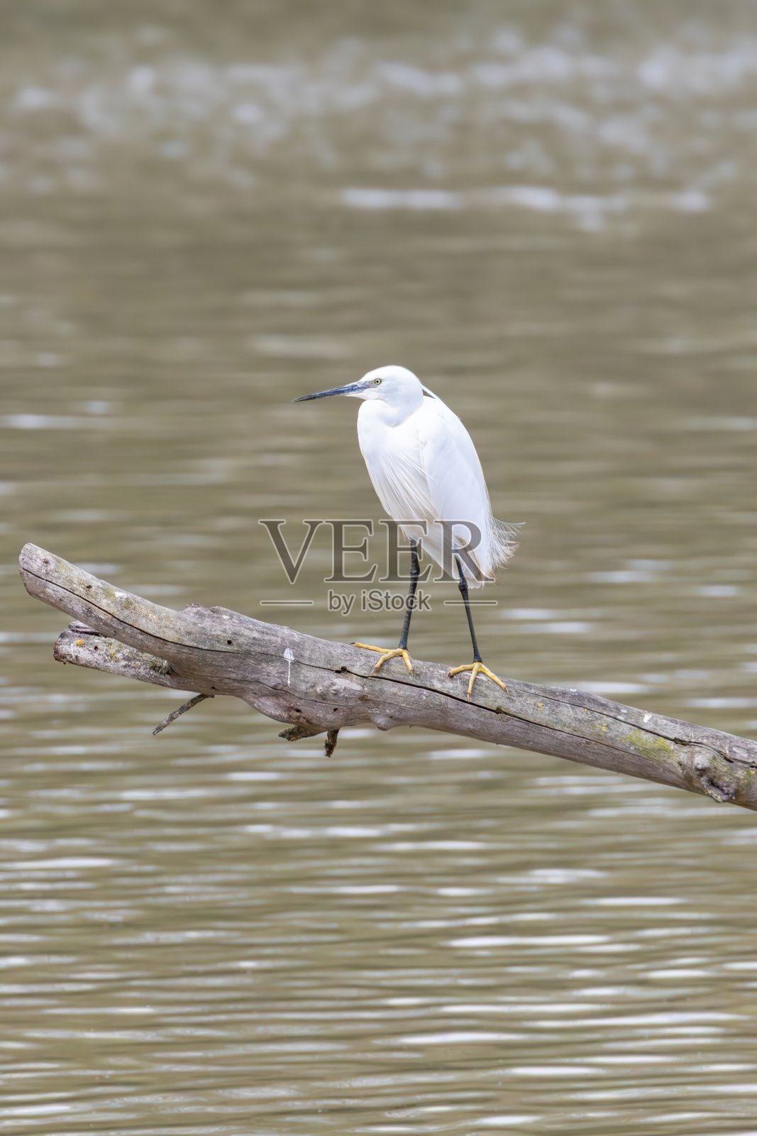 小白鹭(Egretta garzetta)站立在西班牙加泰罗尼亚的埃姆波尔达湿地自然公园。照片摄影图片