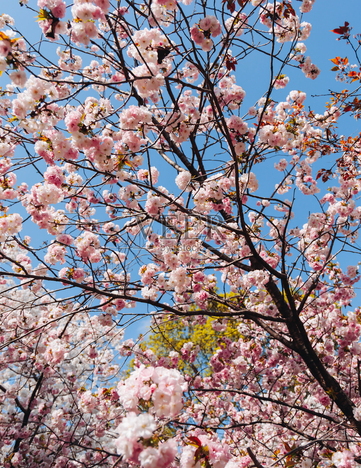 日本樱花季节,公园里的花见,福冈街道上盛开的粉色樱花、梅花和桃花,九州岛地区,阳光明媚的日子,四月春天的盛开。照片摄影图片