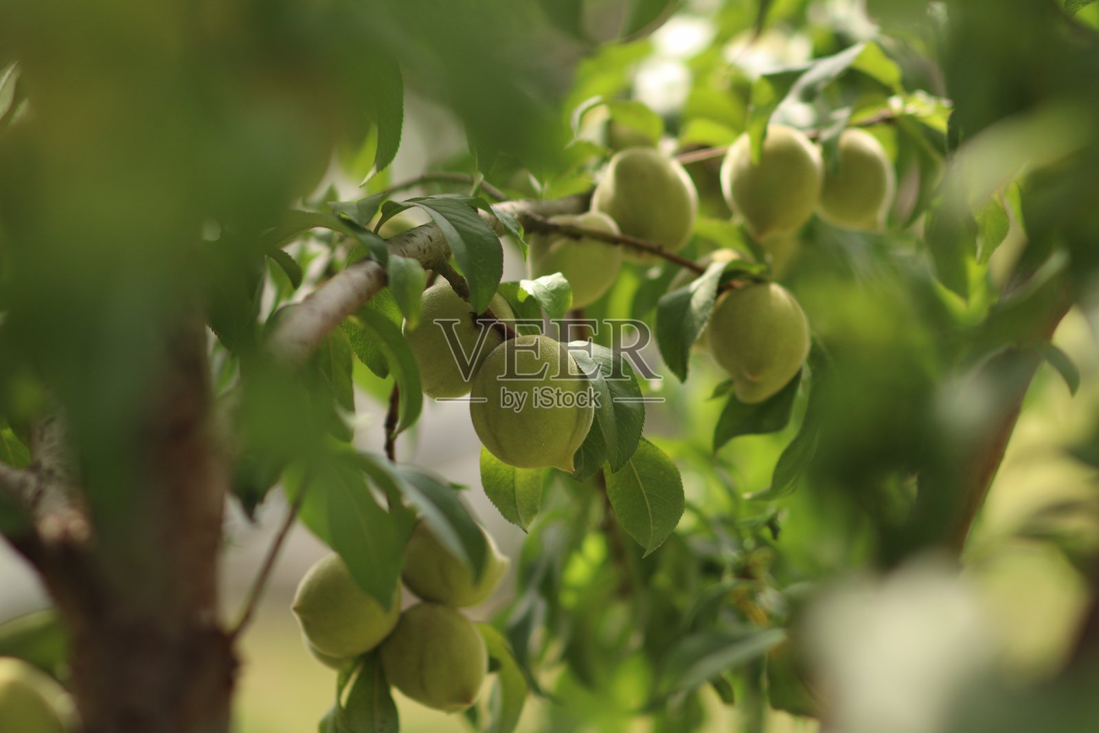 桃园照片摄影图片