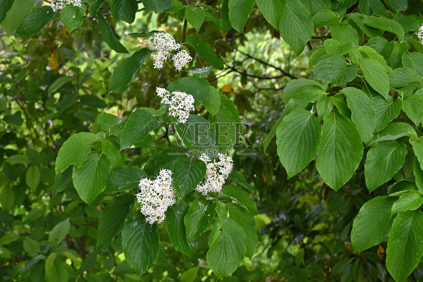 巨型山茱萸(Cornus Controversa)花。山茱萸科落叶树。照片摄影图片