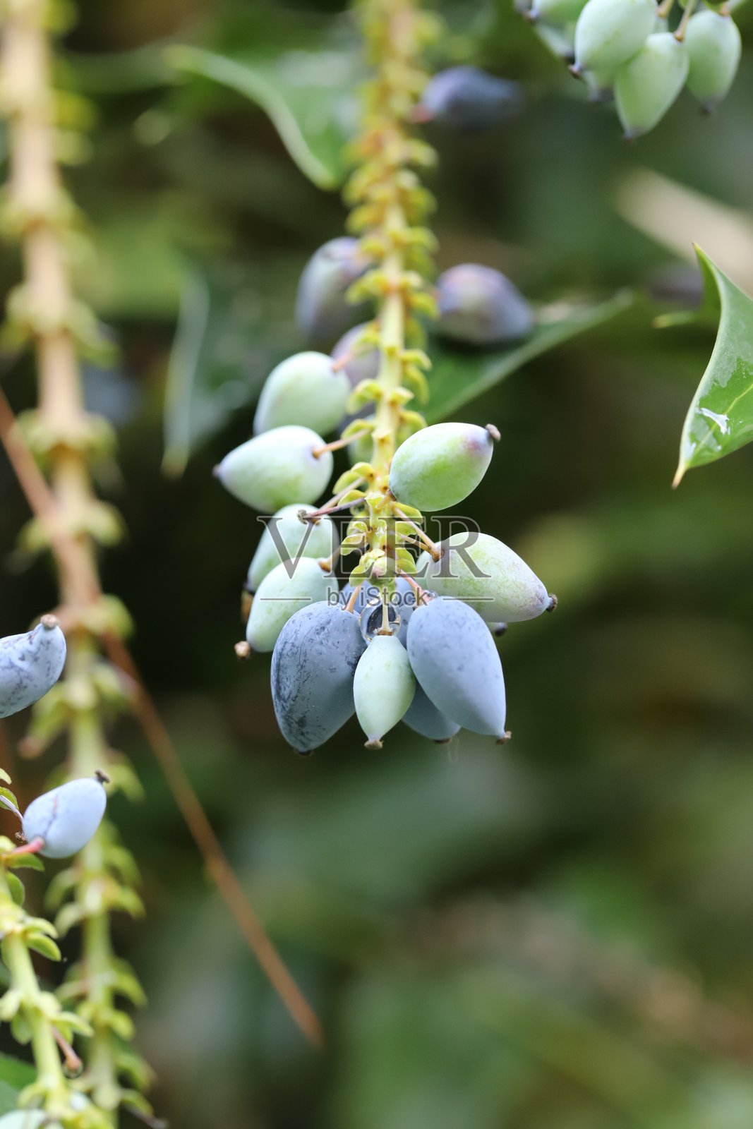 马宏英植物的浆果照片摄影图片