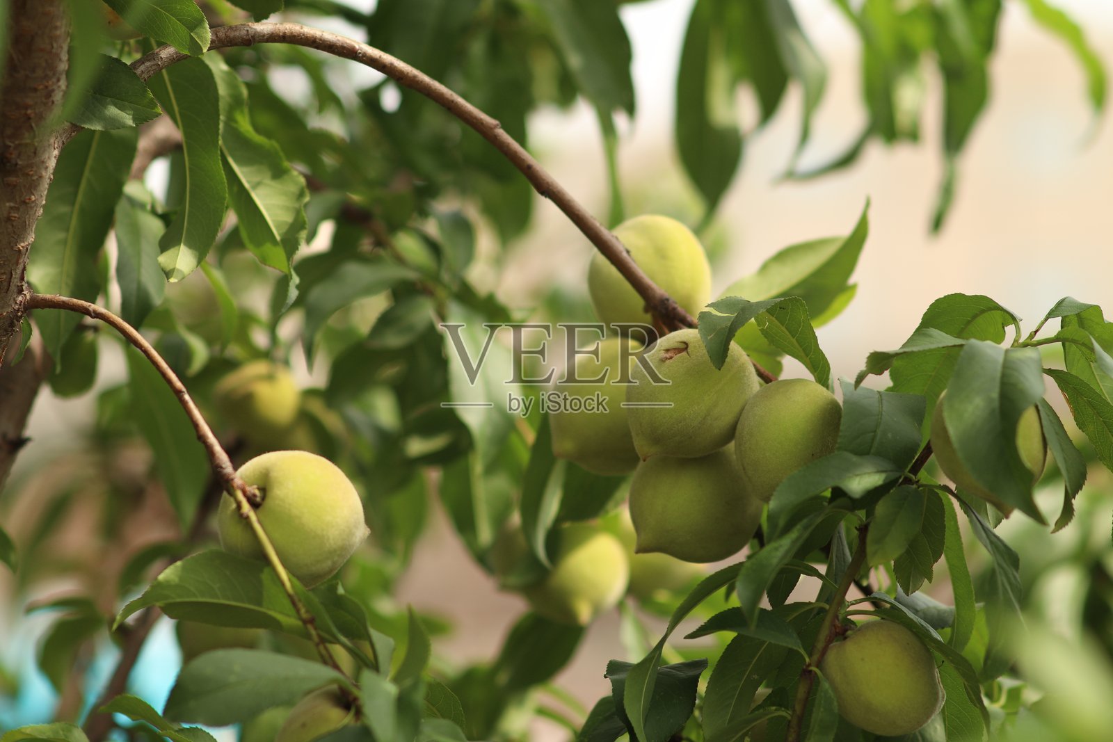 桃园照片摄影图片