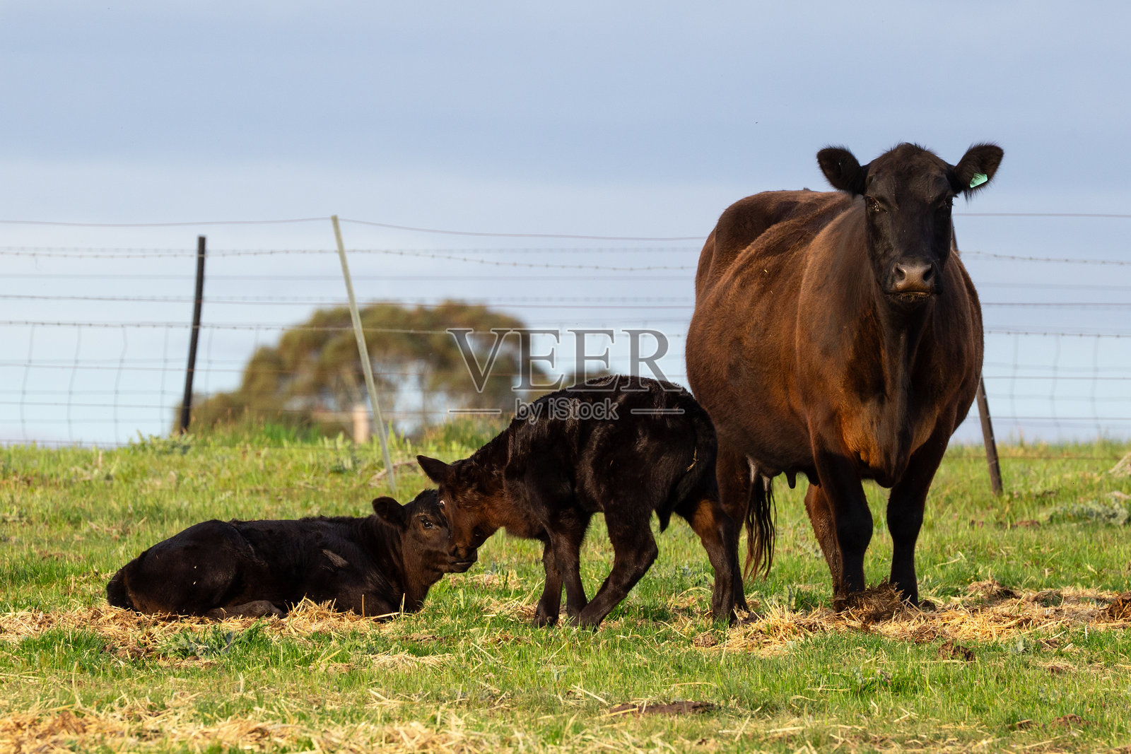 黑安格斯牛在乡村农场环境中吃着郁郁葱葱的绿草照片摄影图片