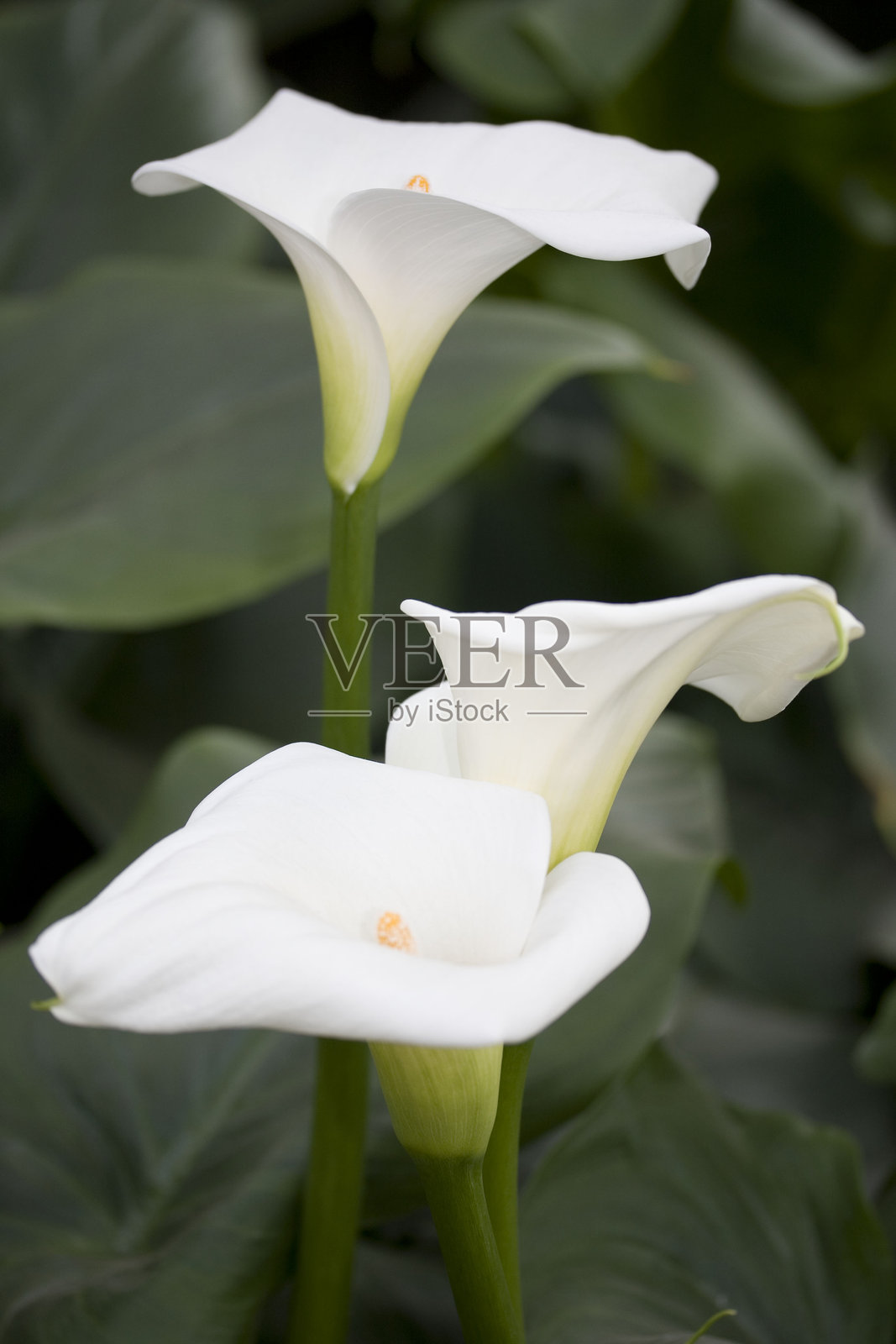 盛开的白色百合照片摄影图片