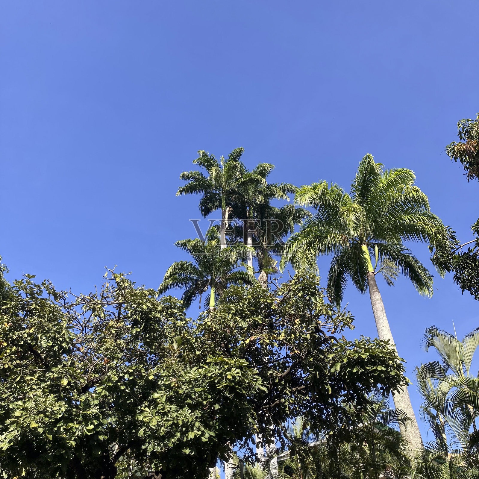 热带棕榈树照片摄影图片