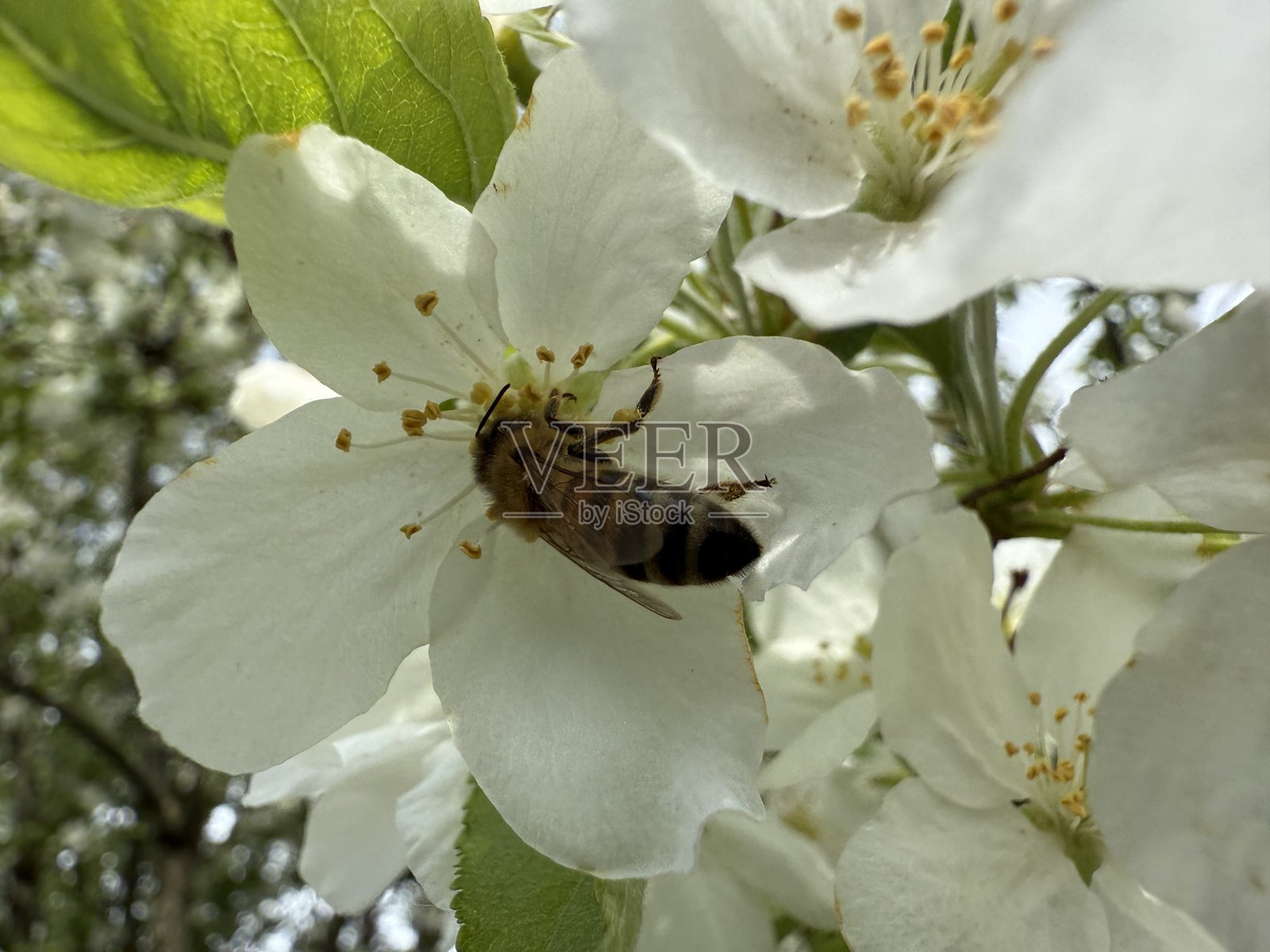 蜜蜂照片摄影图片