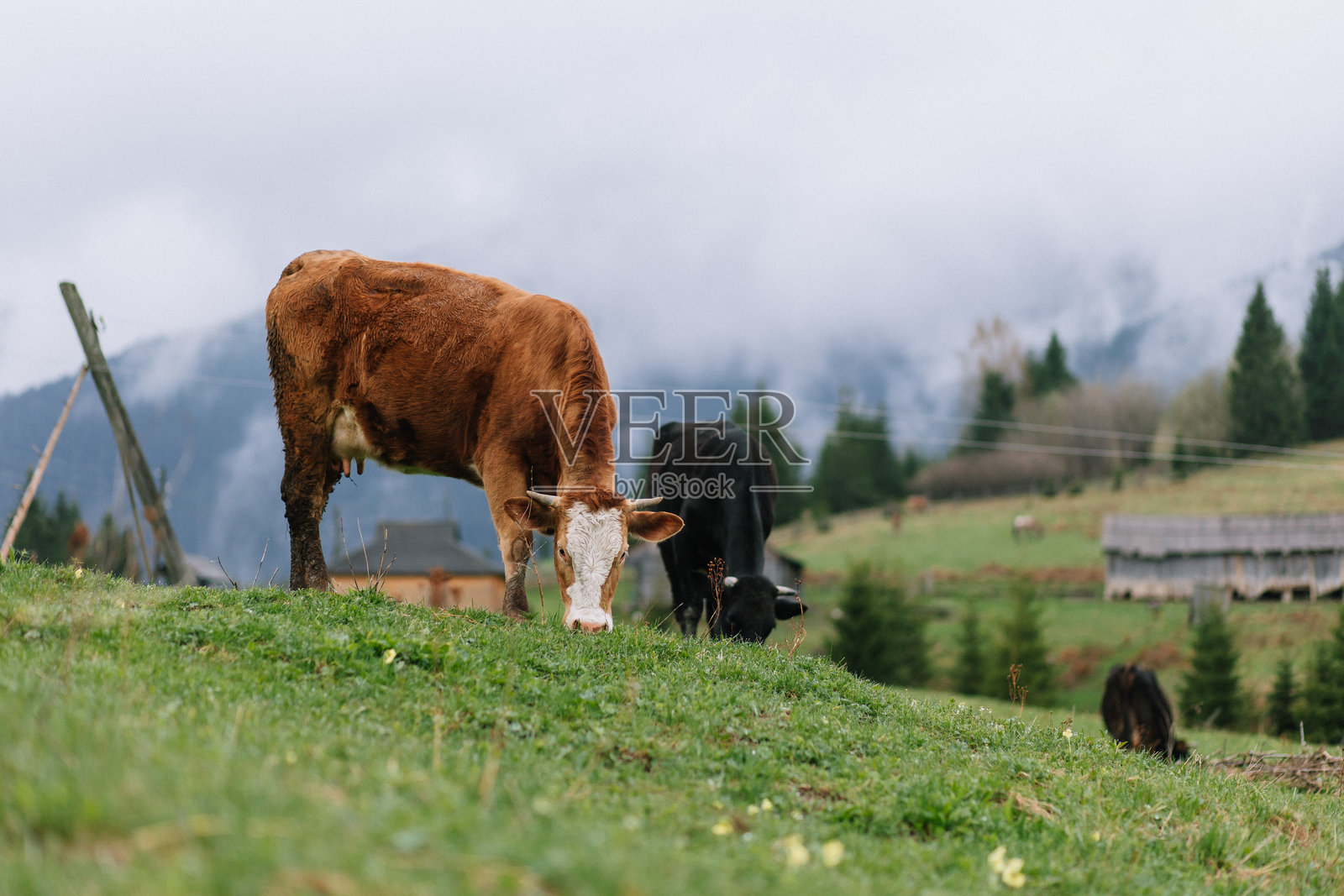 美丽的红牛在草地上吃草 – 朦胧的春季山脉与宁静的田园风光照片摄影图片