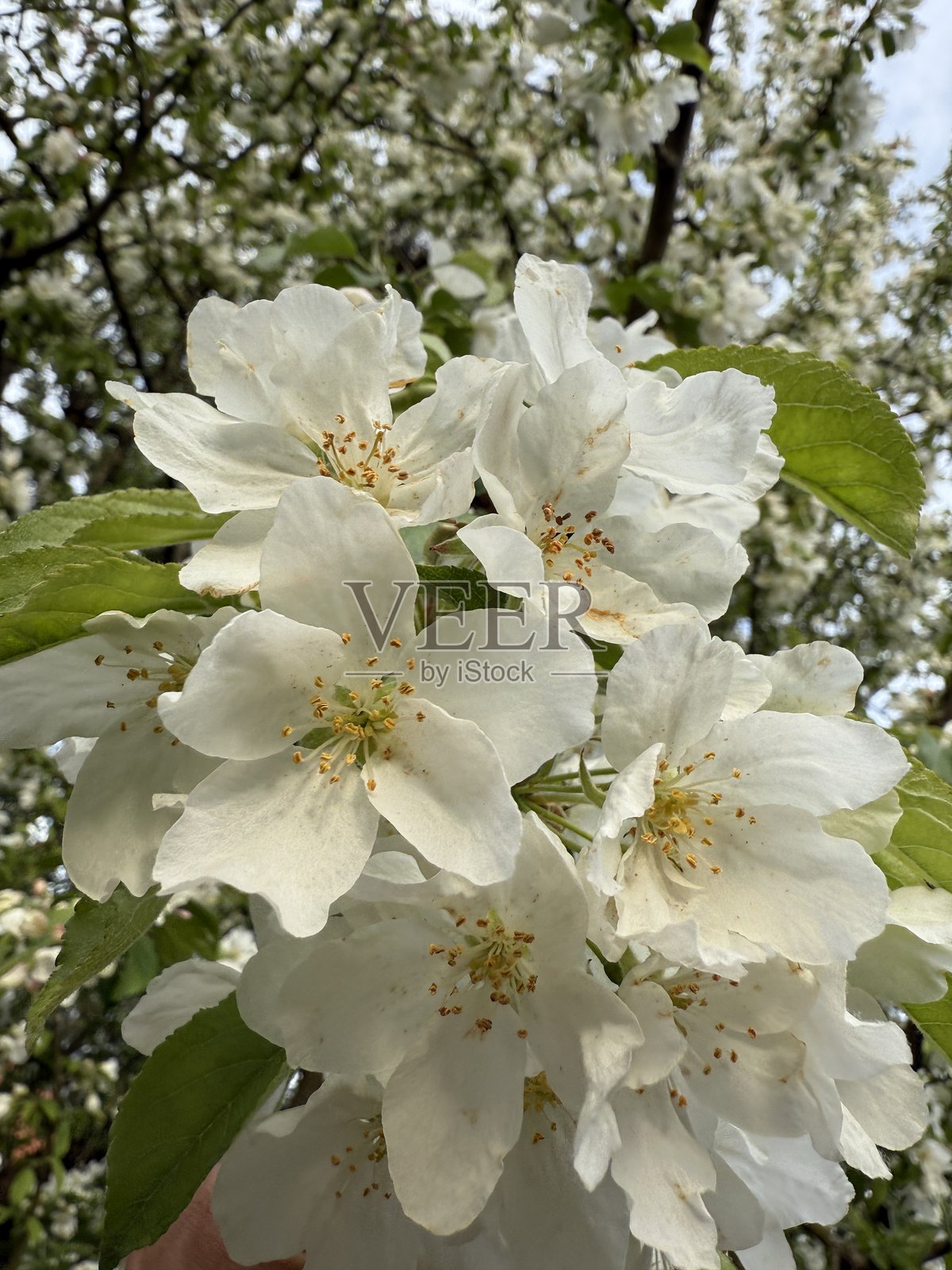 蜜蜂照片摄影图片