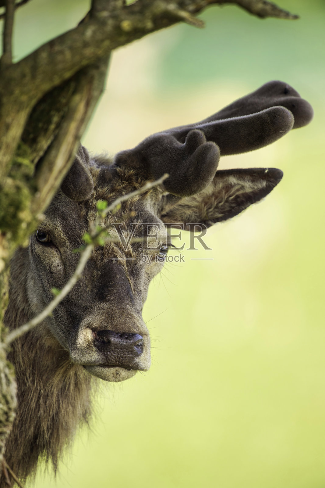 雄鹿躲在树后照片摄影图片
