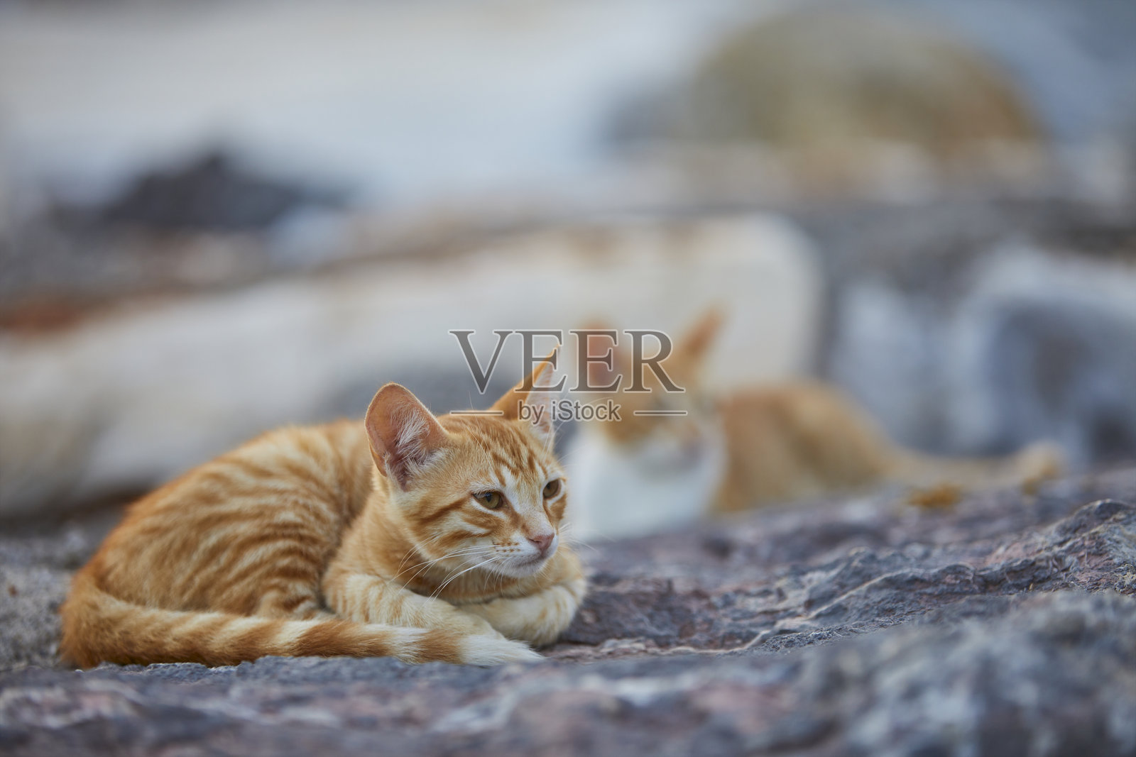 流浪小猫休息的照片系列照片摄影图片