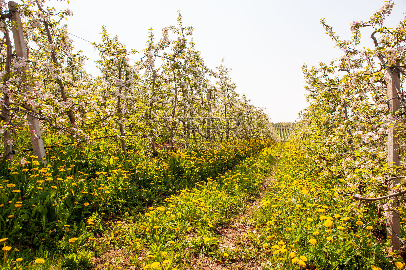 春天的苹果花,特伦蒂诺照片摄影图片