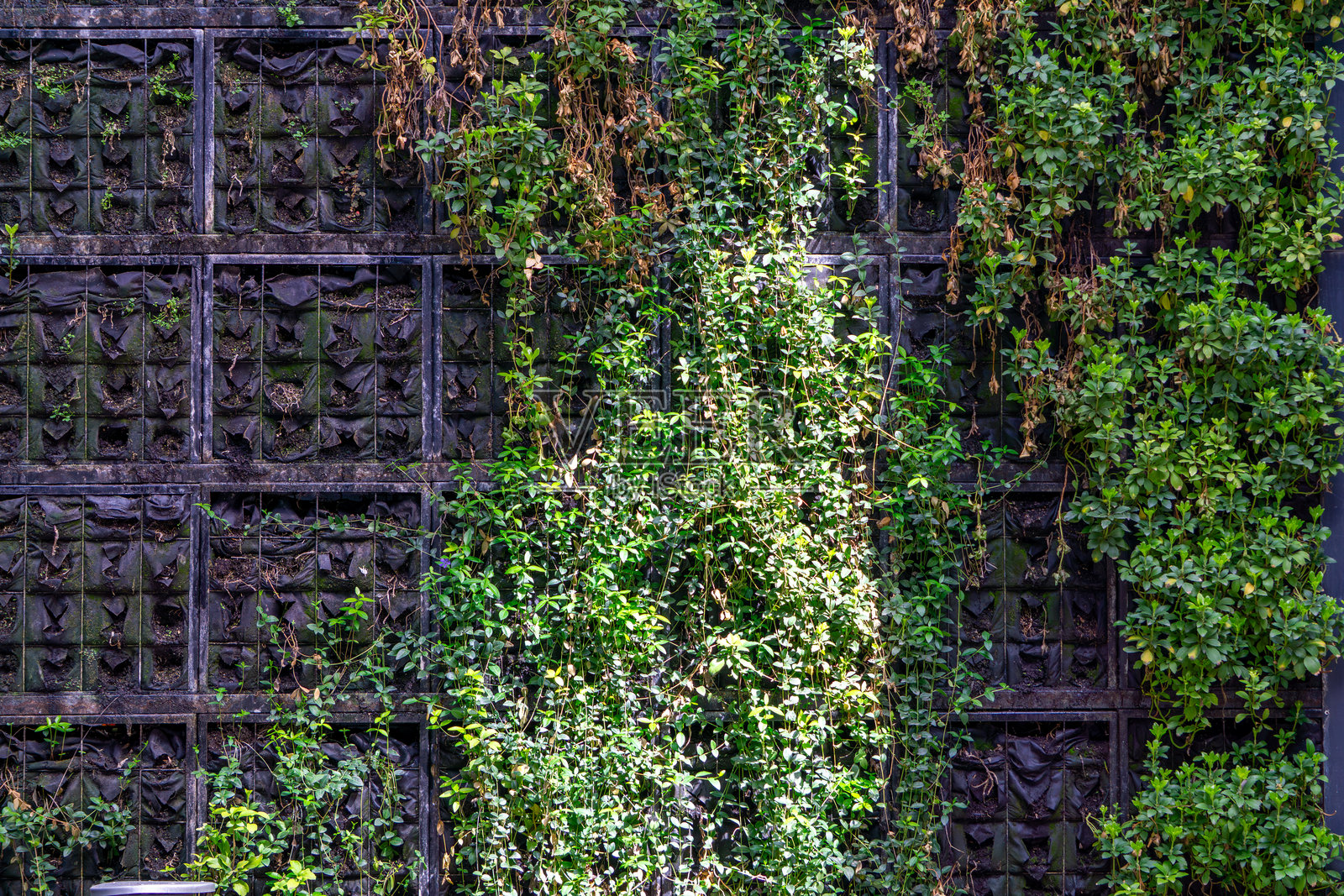 一面绿色的攀爬植物墙与装饰性深色面板的背景相映成趣,展现了自然与建筑的结合。照片摄影图片