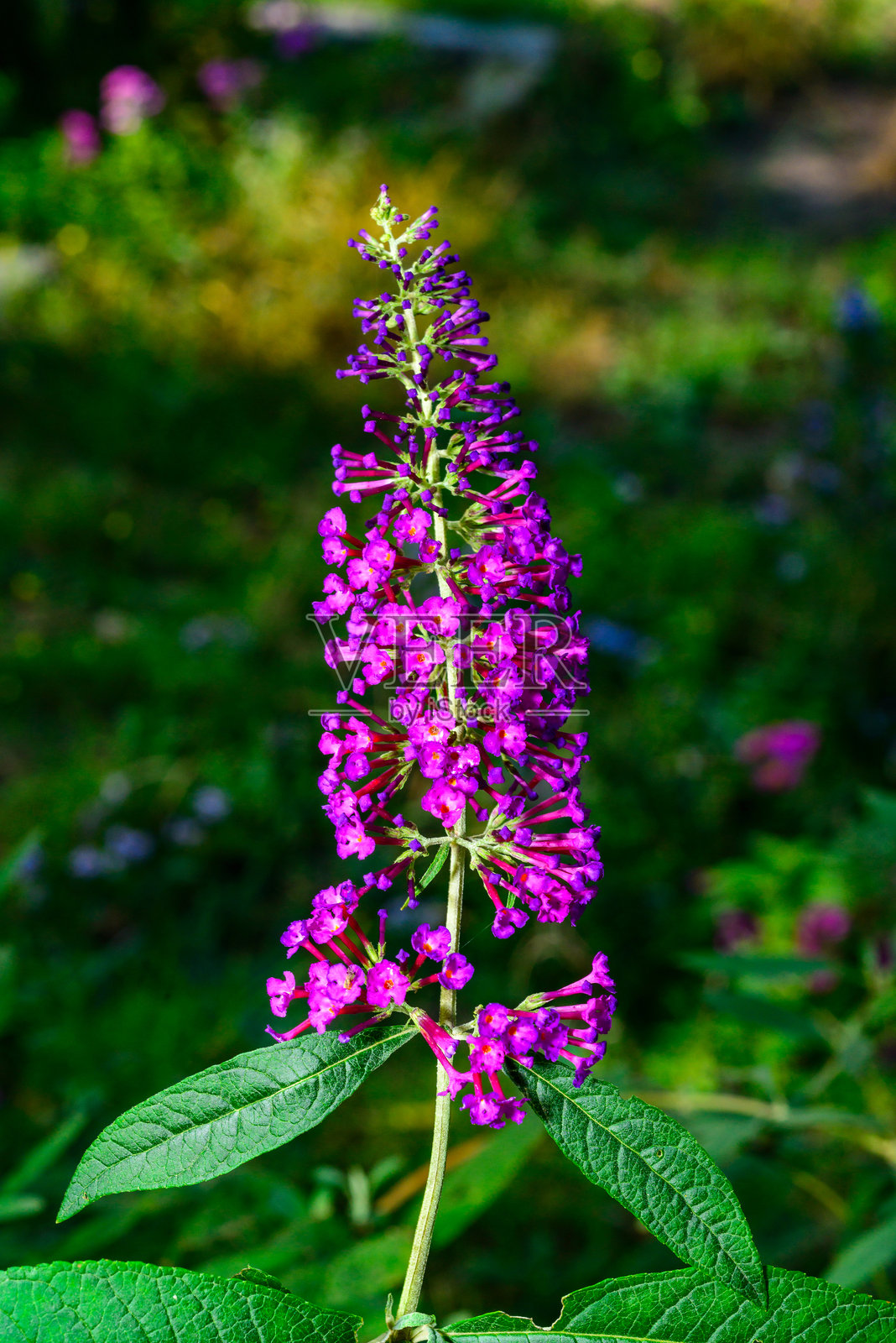 紫蝴蝶花 - 秋天花园中红色花朵的花序与天空相映照片摄影图片