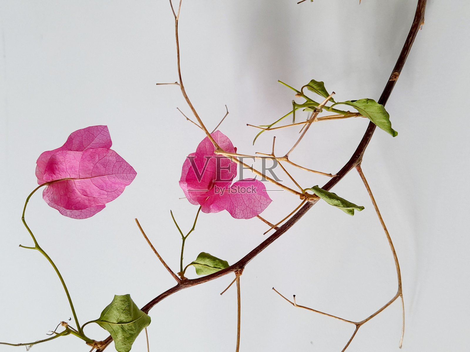 干花的美丽。照片摄影图片