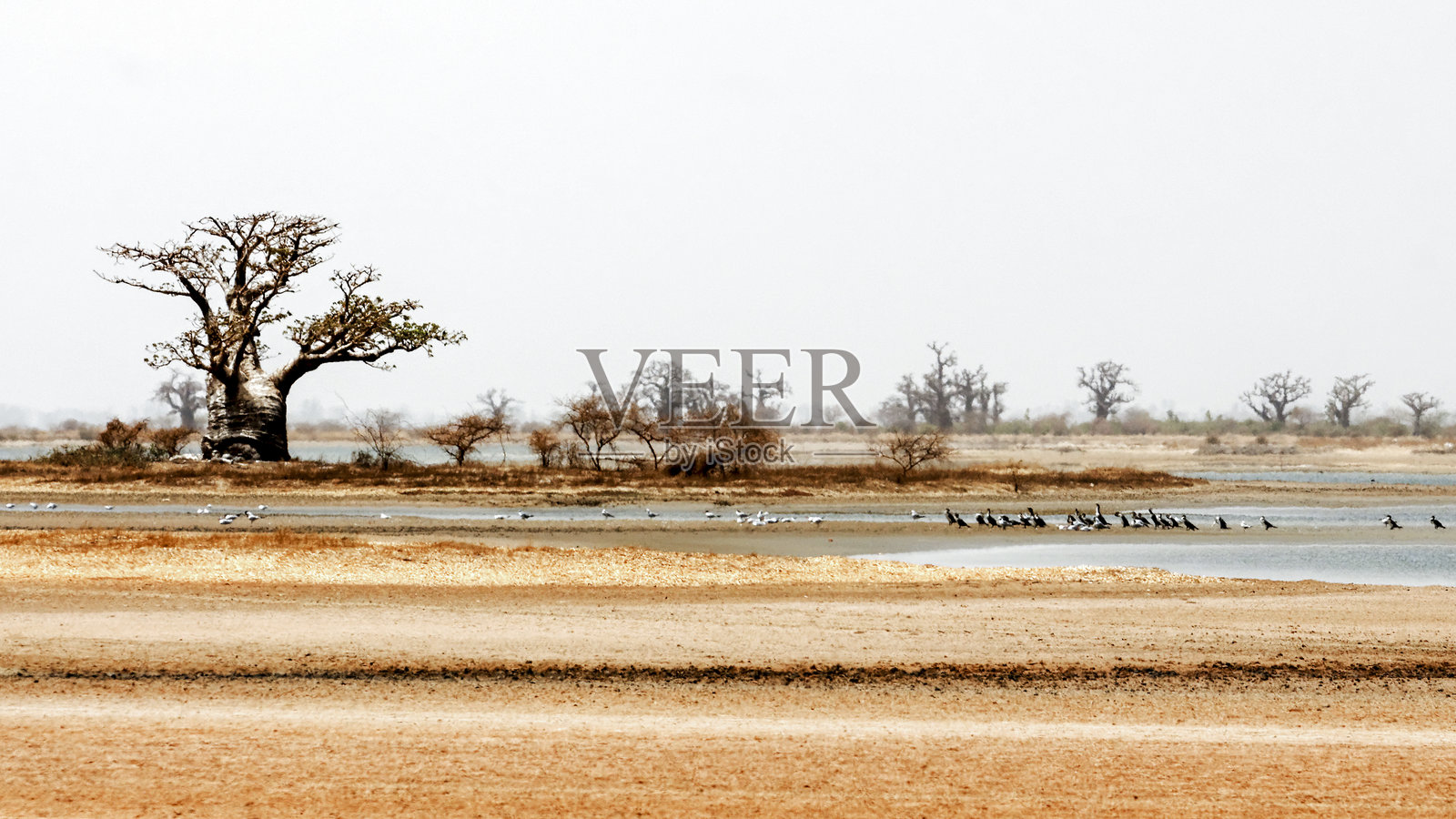 塞内加尔萨卢姆三角洲国家公园照片摄影图片