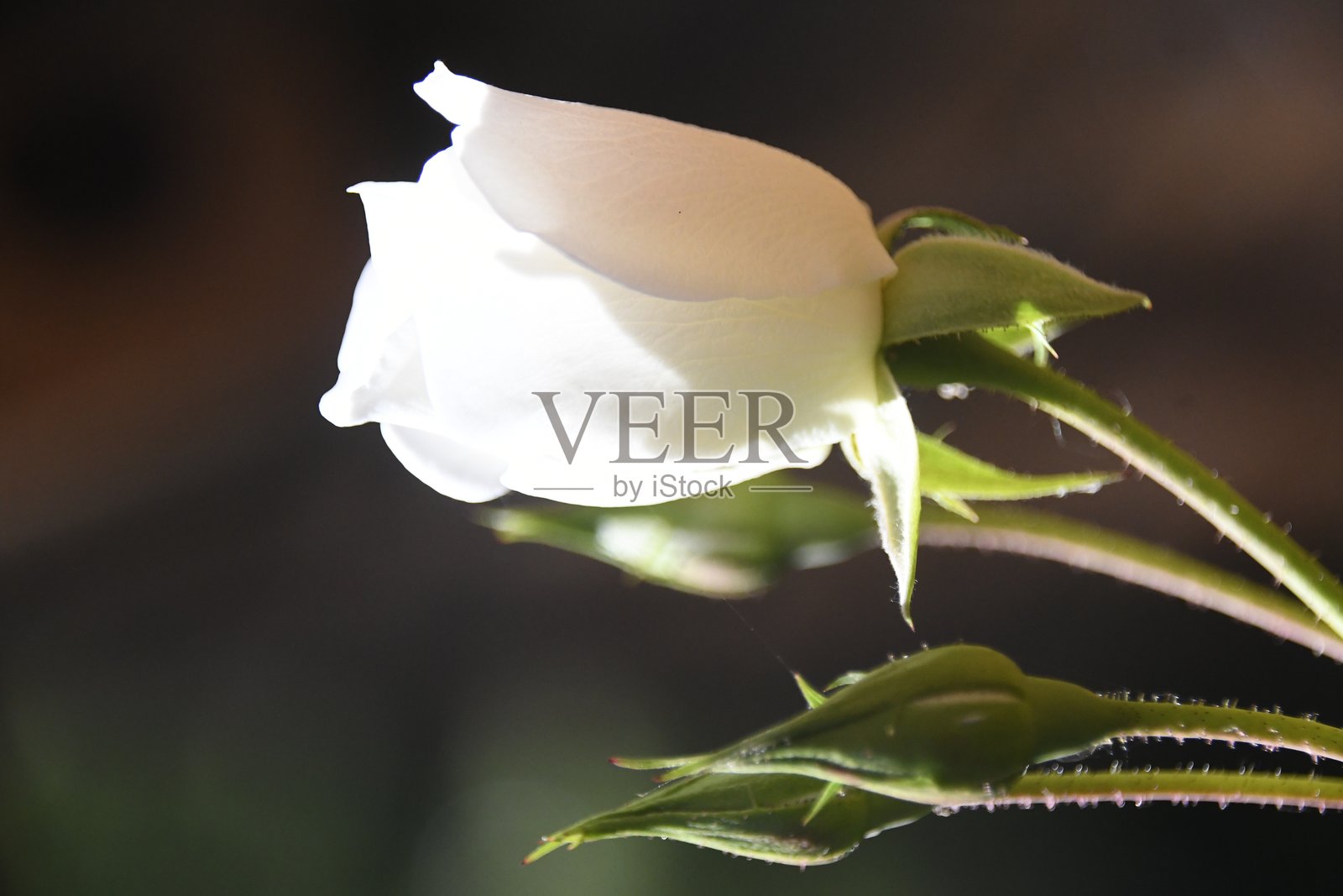 白色玫瑰花蕾照片摄影图片