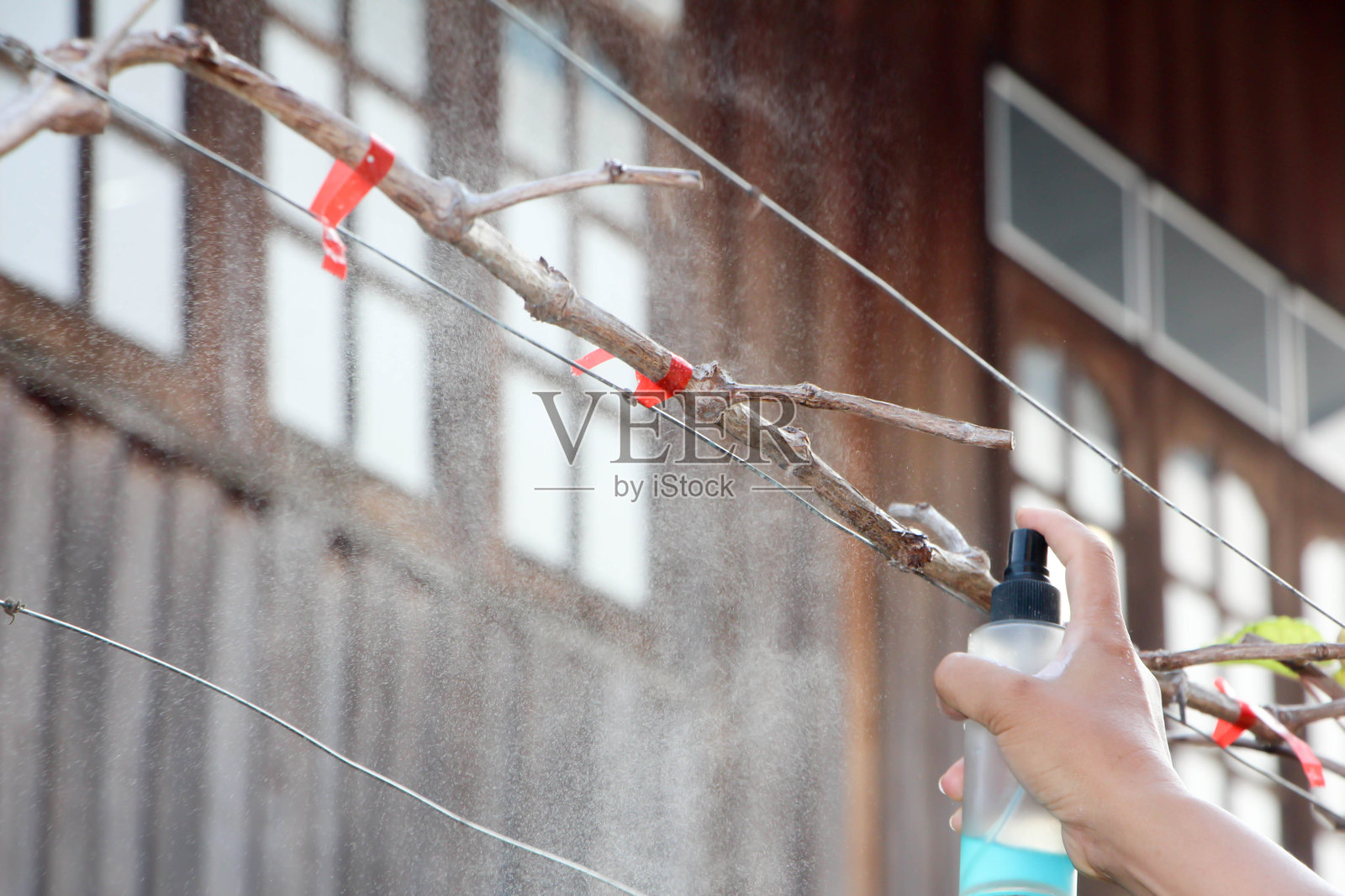 修剪后葡萄藤的护理照片摄影图片