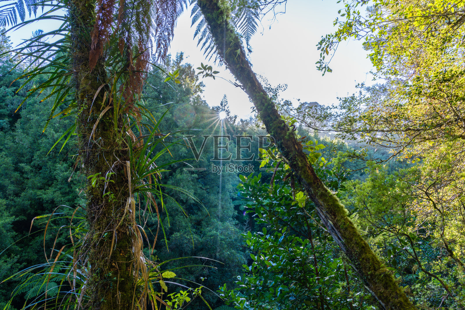 新西兰自然灌木在晨光中被逆光照亮照片摄影图片