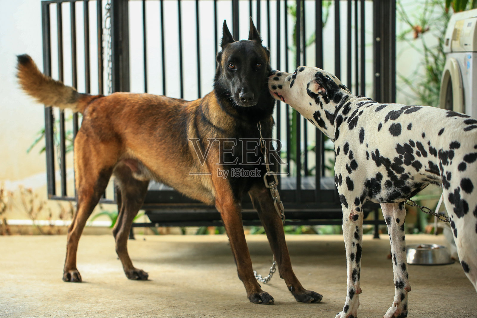 聪明的比利时马林诺犬照片摄影图片