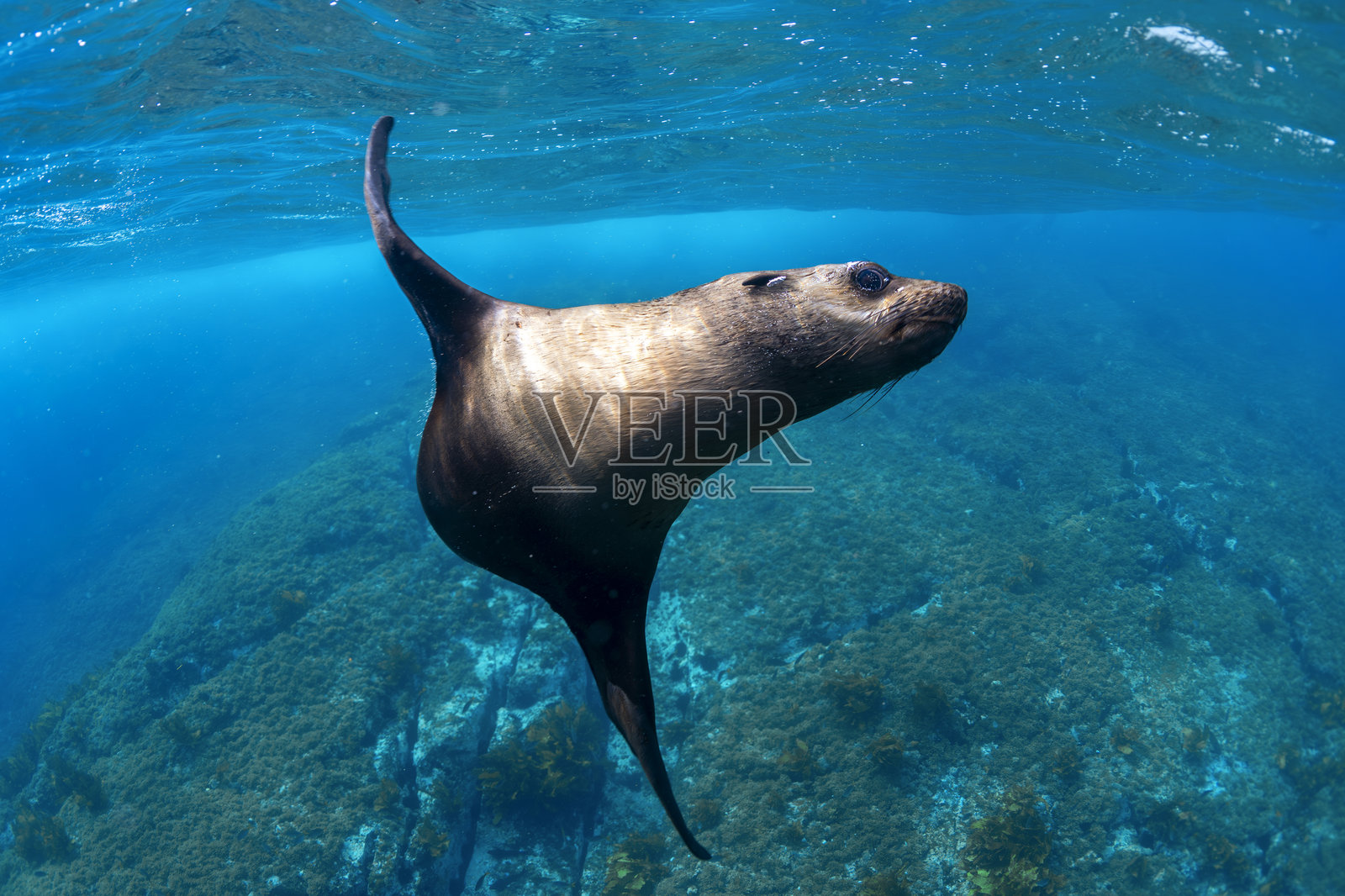 海洋杂技演员照片摄影图片