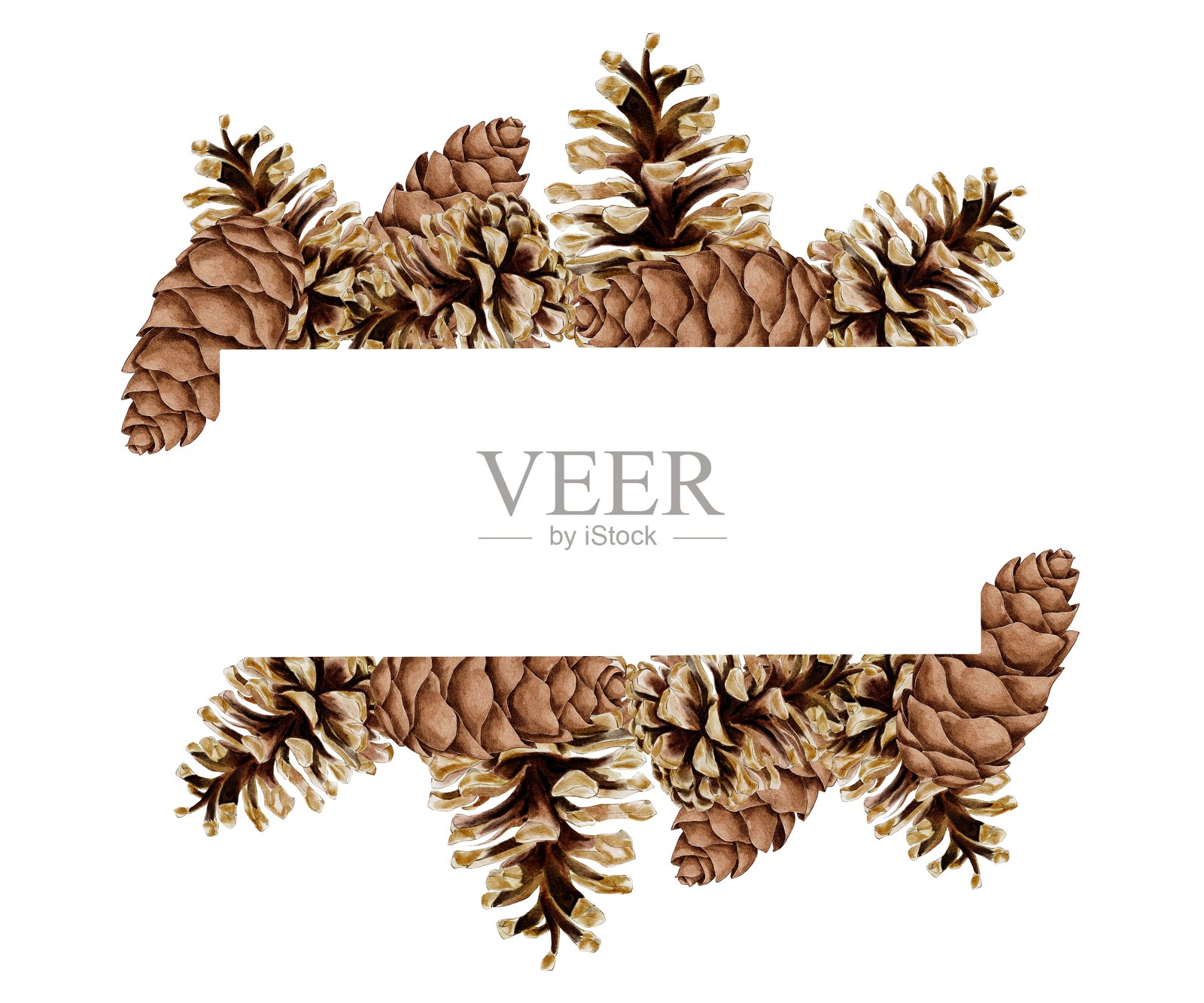 圣诞松树和云杉的松果插画图片素材