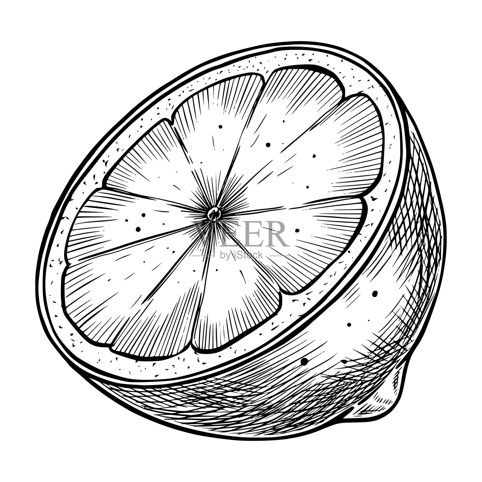 详细的单色雕刻风格的半个柠檬矢量插图。复古线条画的青柠,适用于复古食品包装或经典厨房印刷品。黑色雕刻或柑橘水果。插画图片素材