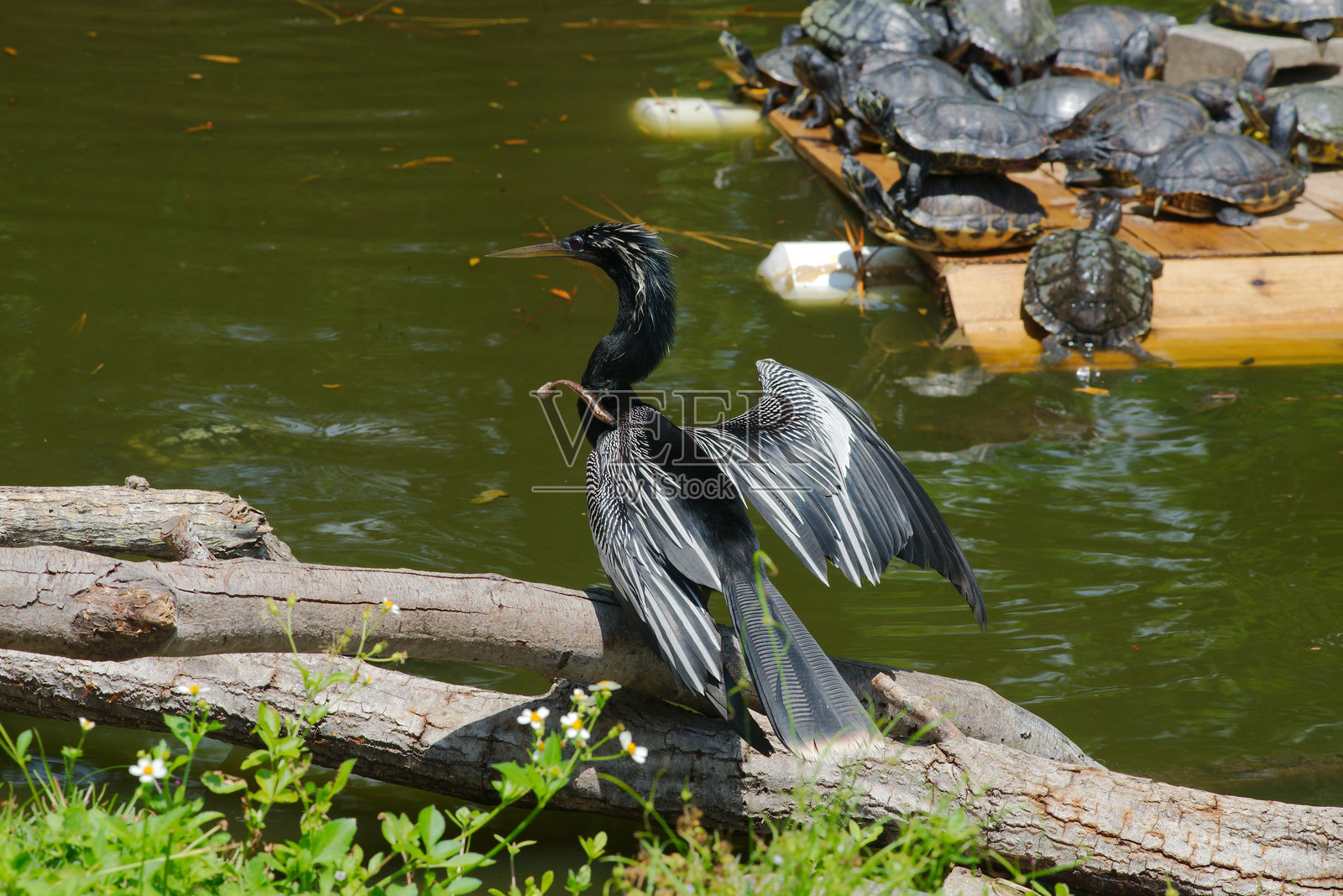 安静的池塘边,一只安赫尔鸟正在晾干翅膀,后面有几只乌龟在休息。照片摄影图片