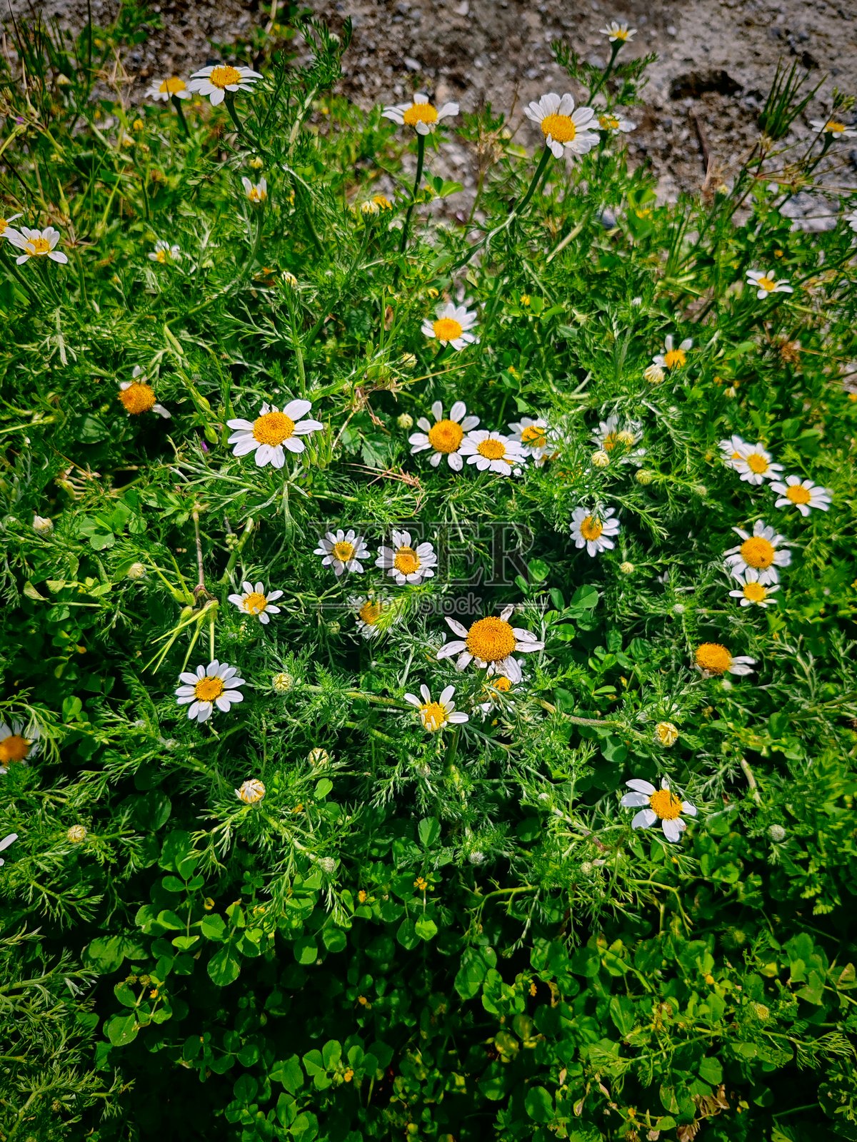 花照片摄影图片