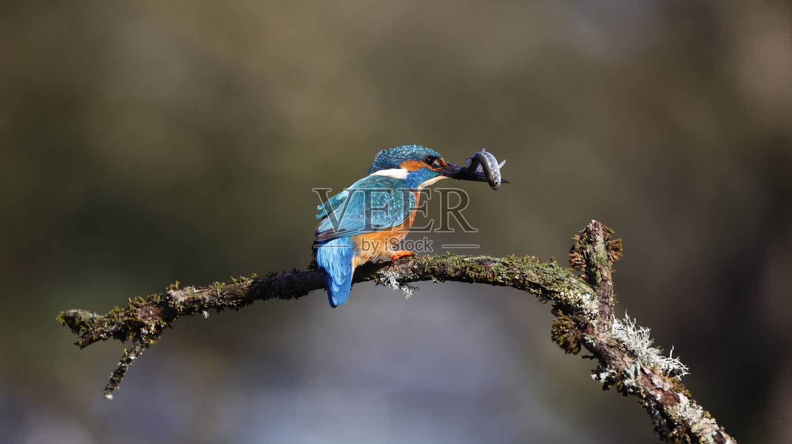 雄性翠鸟栖息在苔藓覆盖的树枝上照片摄影图片