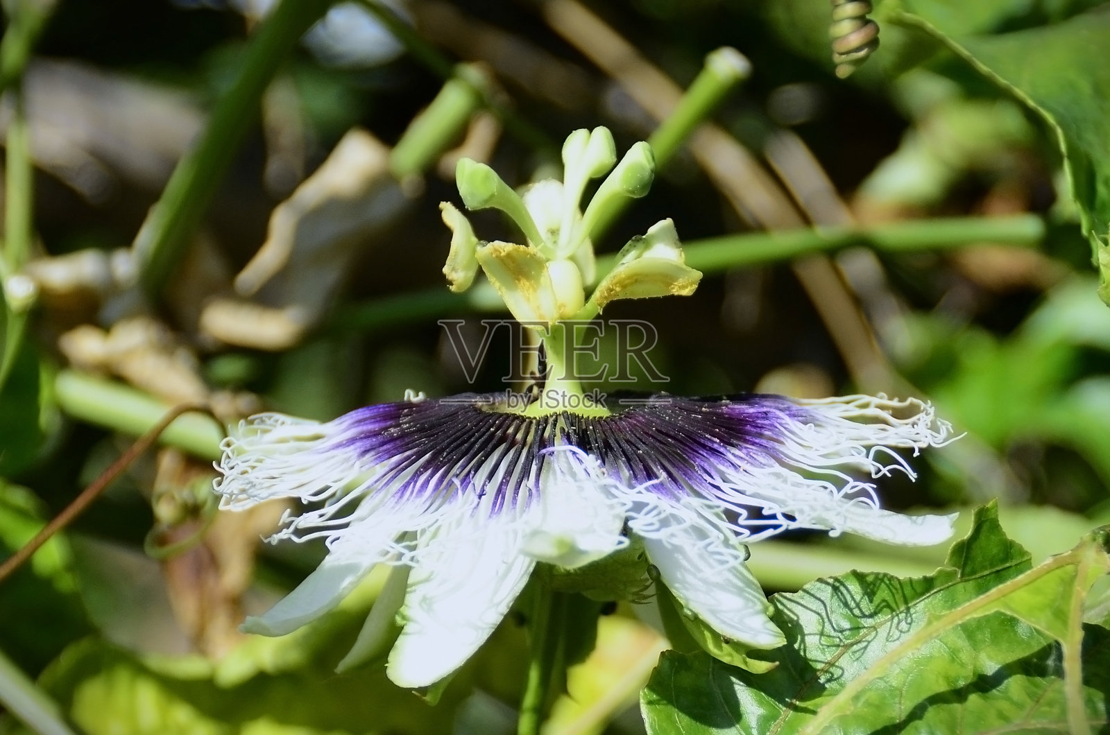 异域的百香果花(Passiflora edulis)在阳光下照片摄影图片