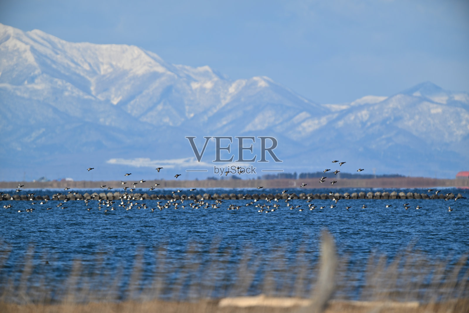 一群潜鸭从野付湾起飞,背景是北海道的雪山。照片摄影图片
