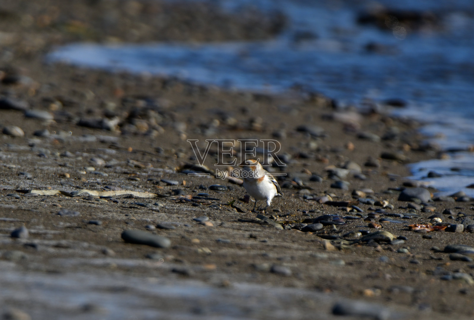雪鹀在北海道的野付半岛海岸寻找食物。照片摄影图片