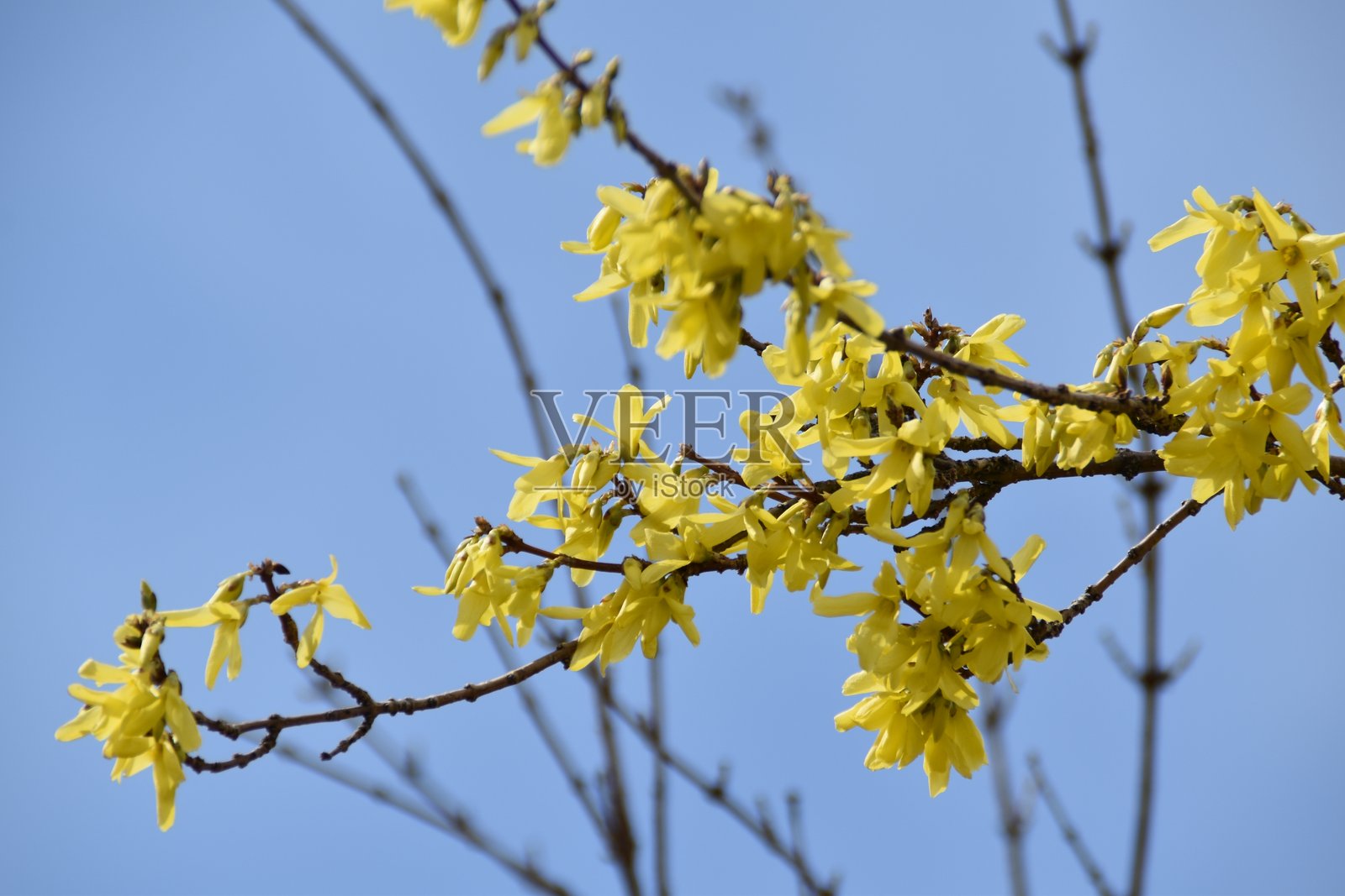 明亮而绚丽照片摄影图片