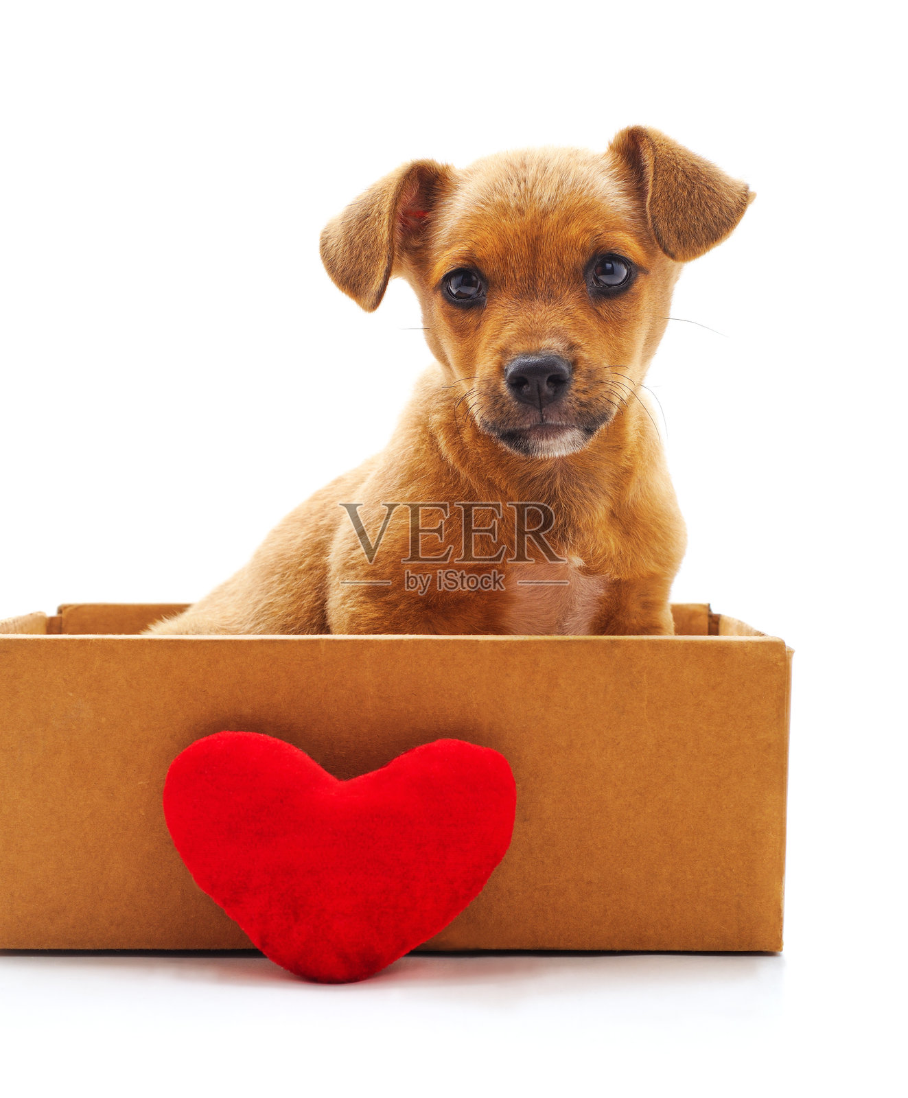 盒子里的小狗和一个心形图案。照片摄影图片